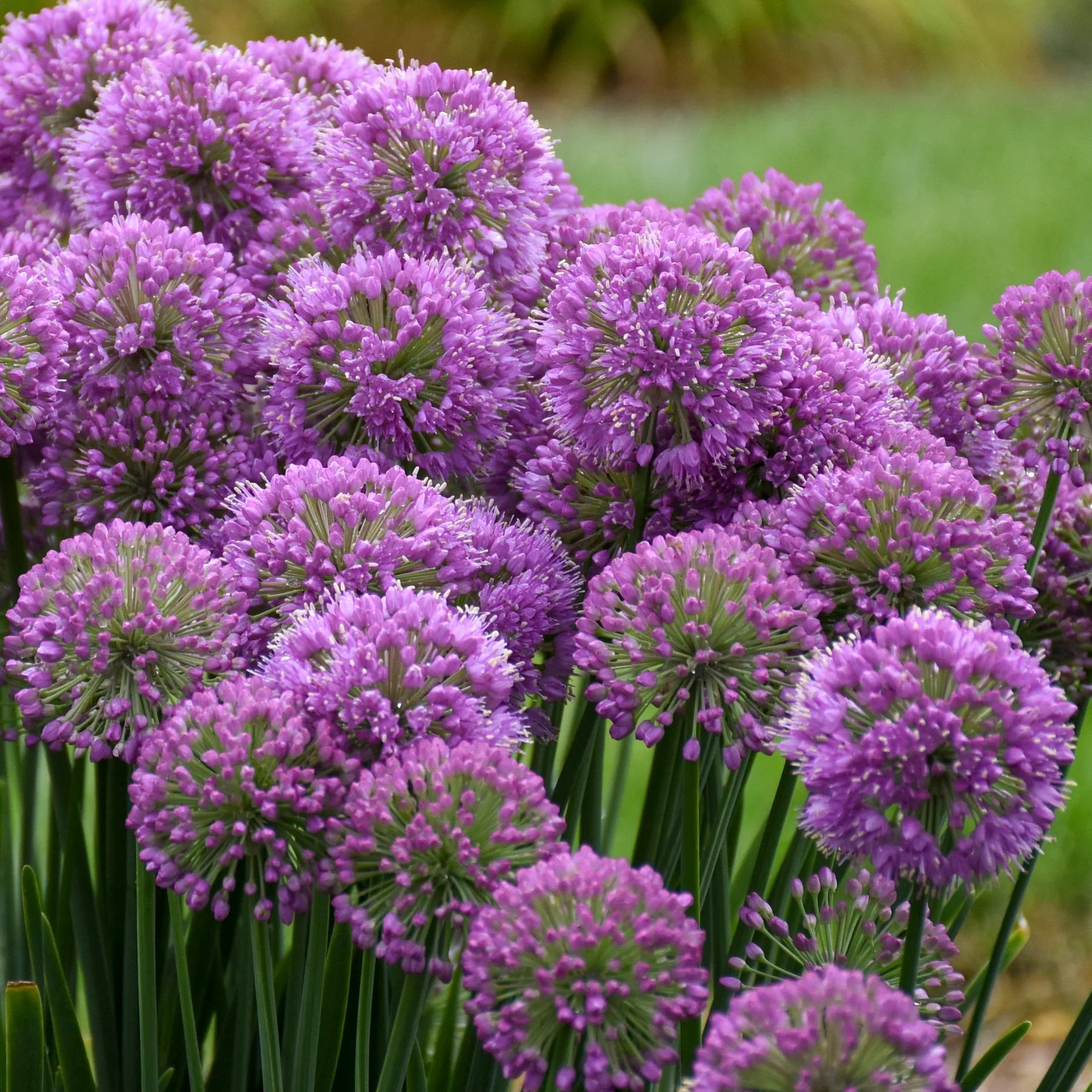 Proven Winners® 'Serendipity' Ornamental Onion (Allium hybrid)