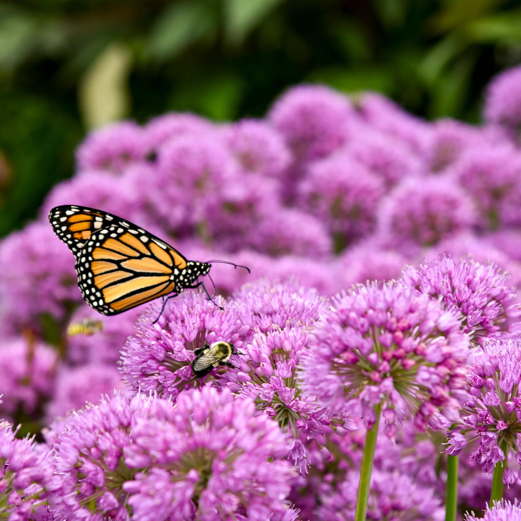 Proven Winners® 'Serendipity' Ornamental Onion (Allium hybrid)