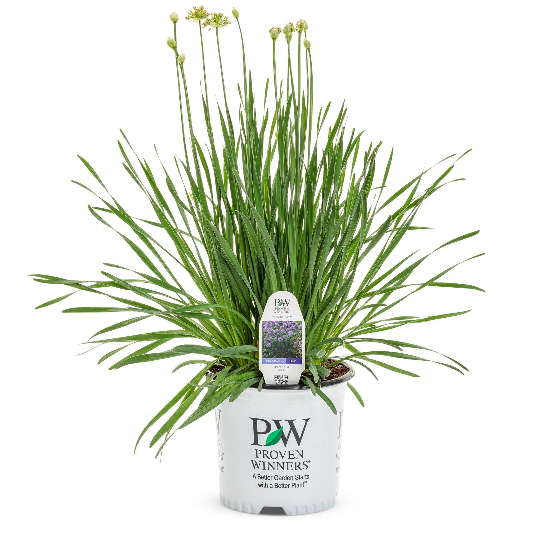 Proven Winners® 'Serendipity' Ornamental Onion (Allium hybrid)