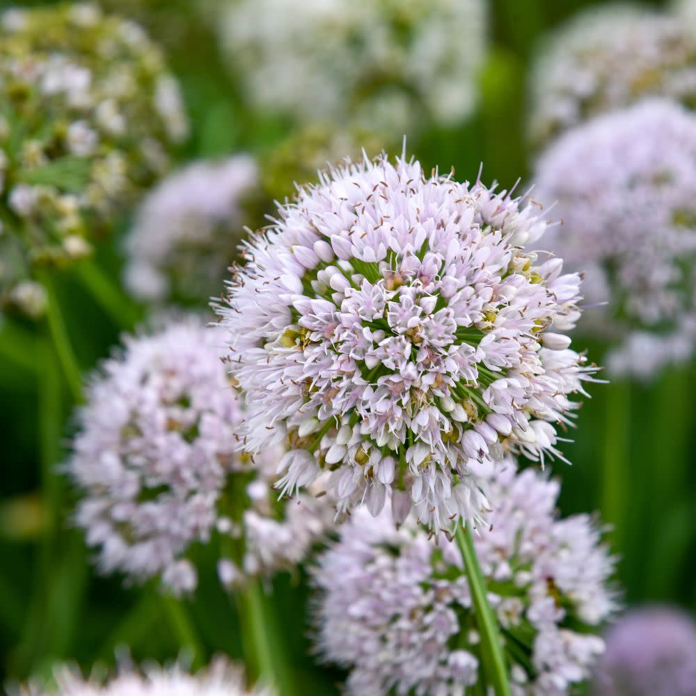 Proven Winners® 'Bobblehead' Ornamental Onion (Allium hybrid)