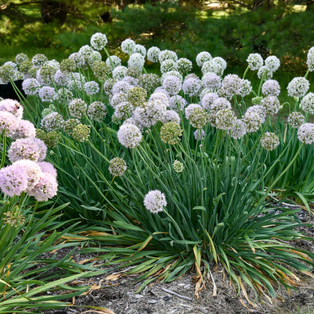 Proven Winners® 'Bobblehead' Ornamental Onion (Allium hybrid)