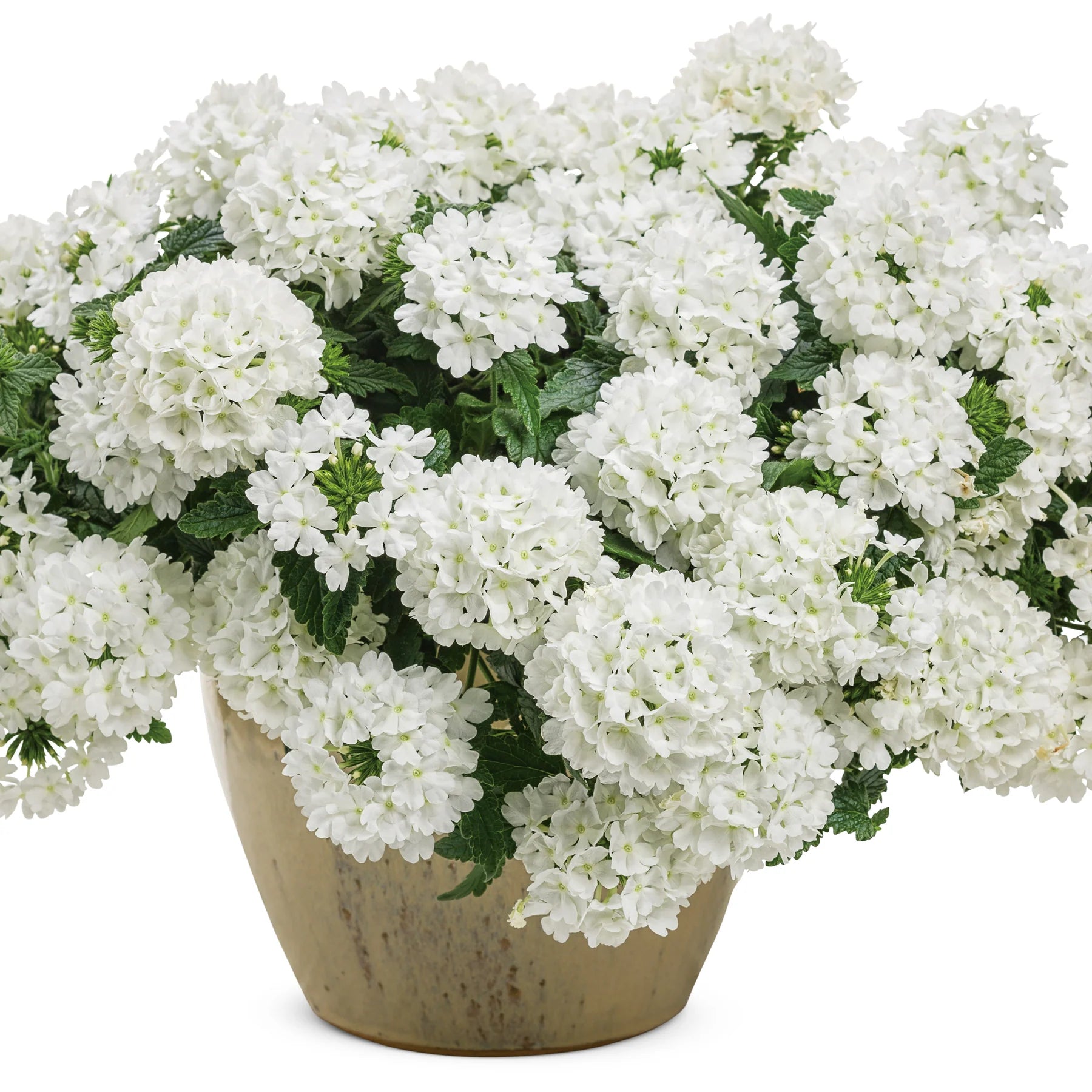 Proven Winners® Superbena® Whiteout™ Verbena