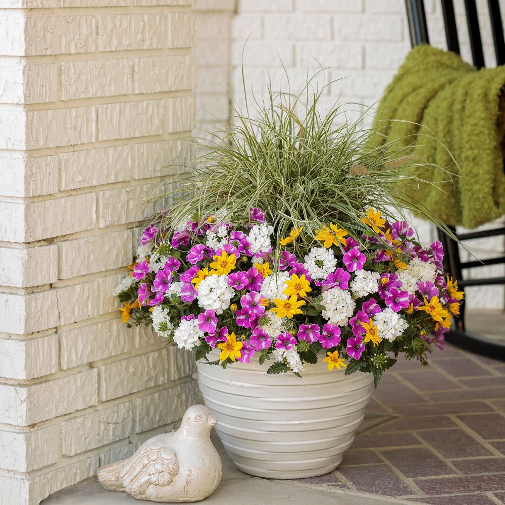 Proven Winners® Superbena® Whiteout™ Verbena