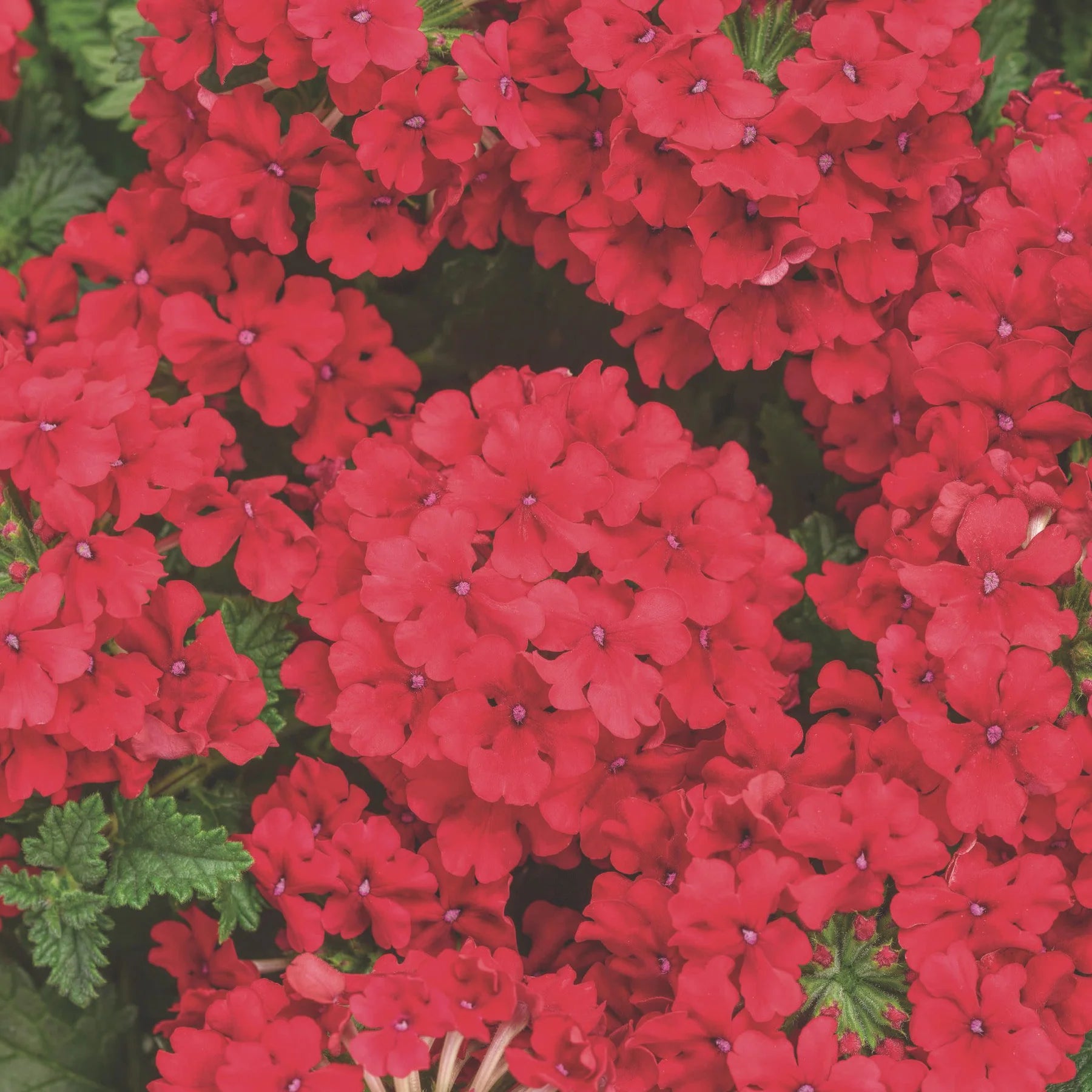 Proven Winners® Superbena® Red Verbena