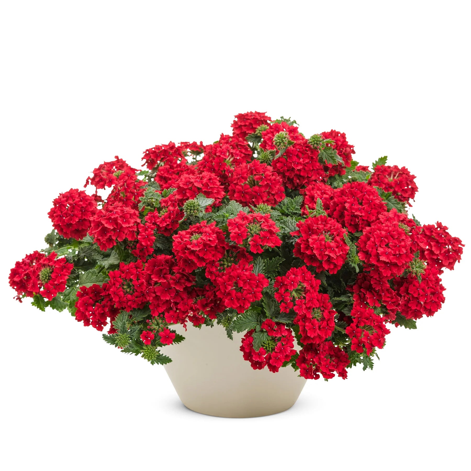 Proven Winners® Superbena® Red Verbena