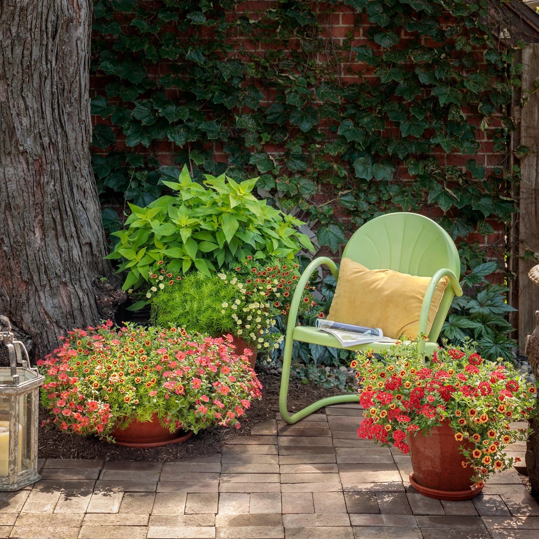 Proven Winners® Superbena® Red Verbena