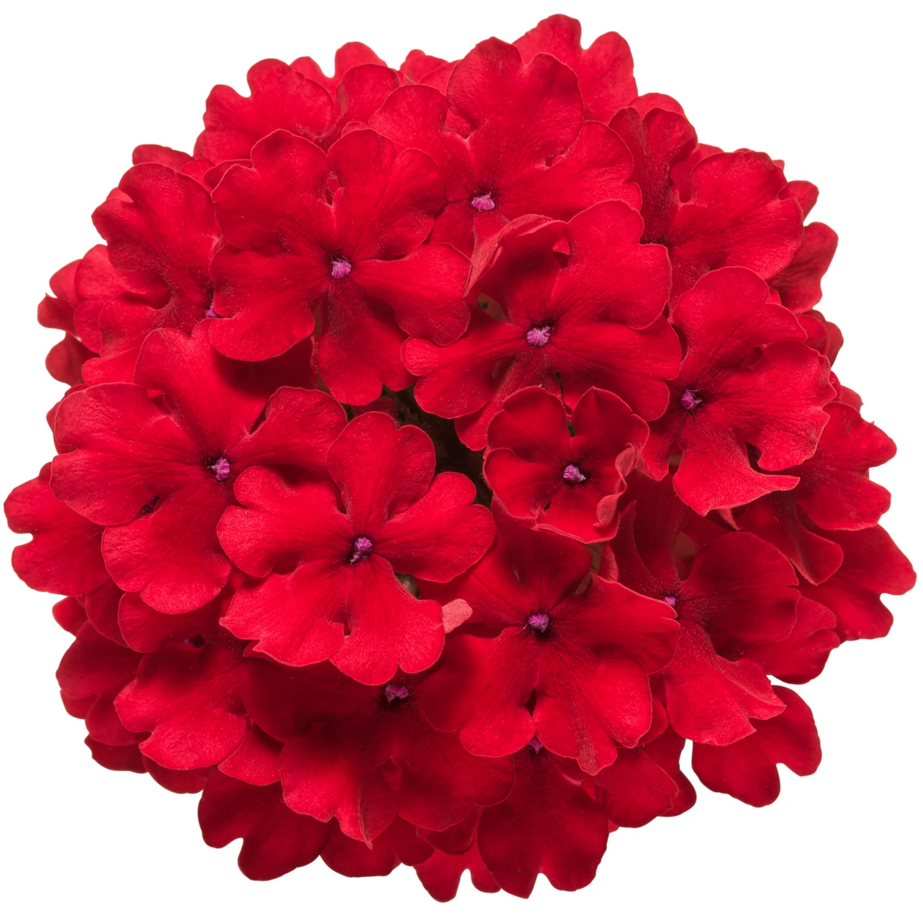 Proven Winners® Superbena® Red Verbena