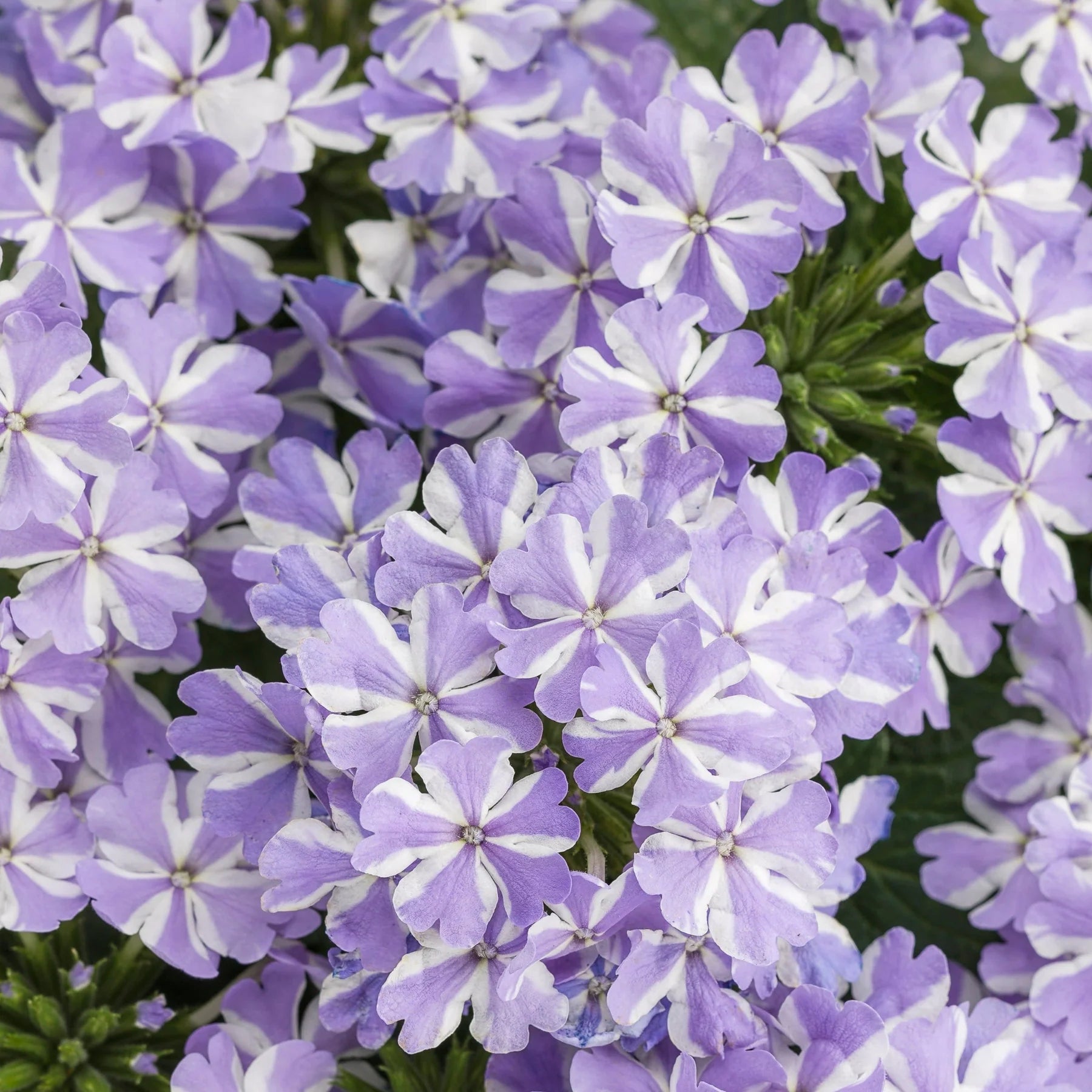 Proven Winners® Superbena® Stormburst Verbena