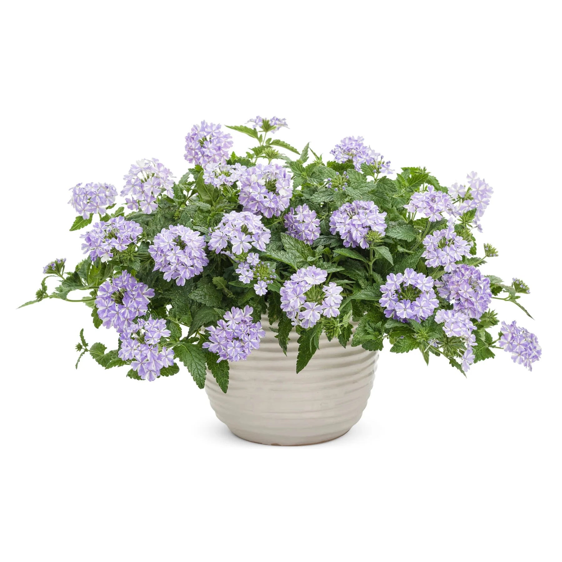 Proven Winners® Superbena® Stormburst Verbena