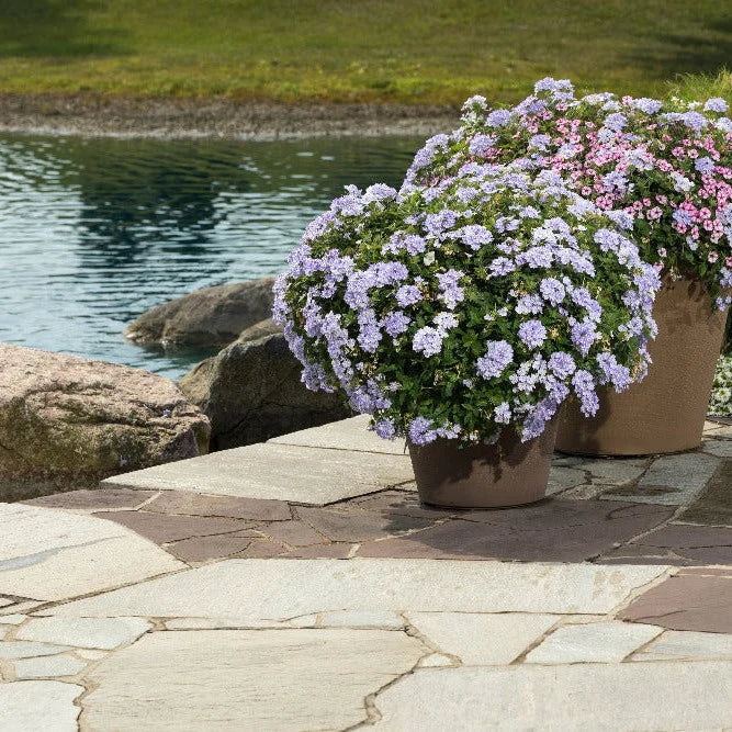 Proven Winners® Superbena® Stormburst Verbena