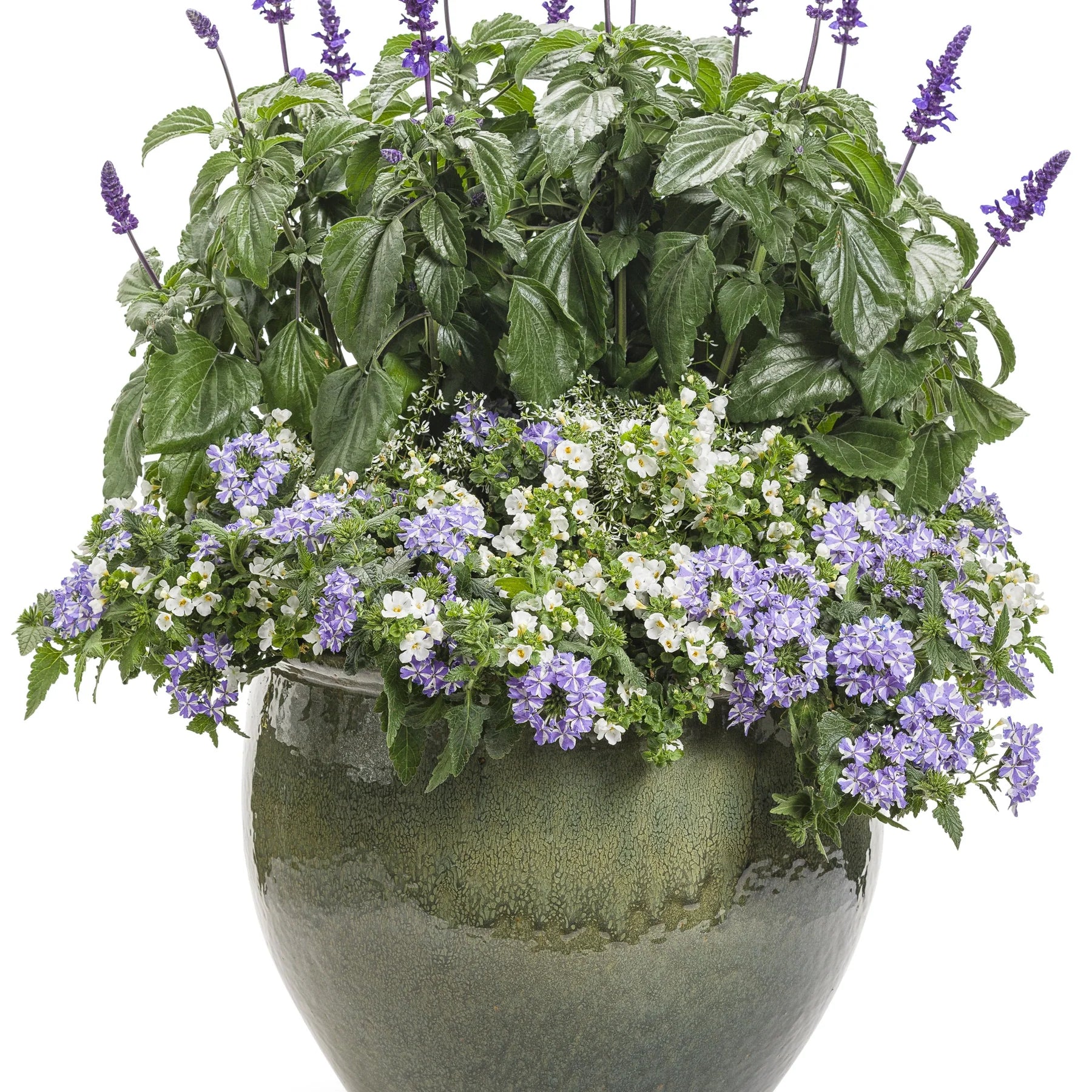 Proven Winners® Superbena® Stormburst Verbena