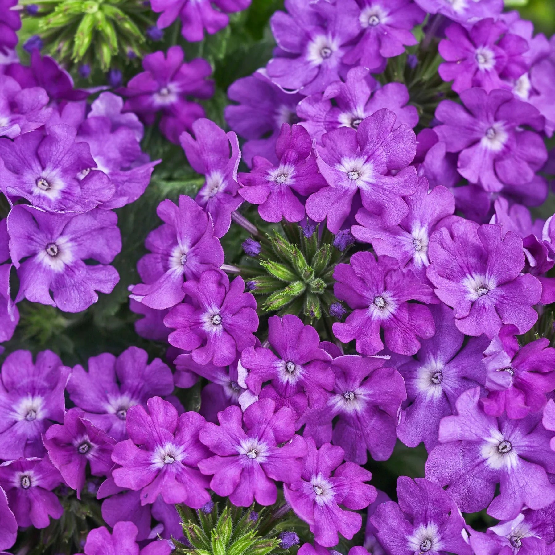 Proven Winners® Superbena® Violet Ice Verbena