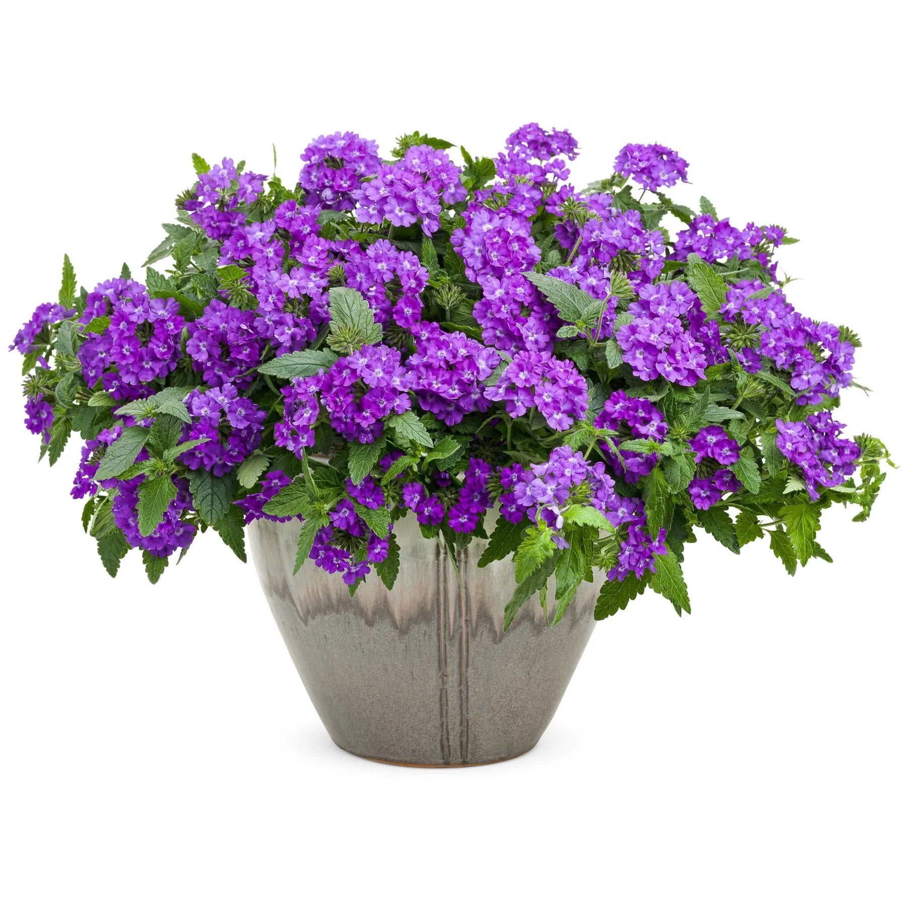 Proven Winners® Superbena® Violet Ice Verbena