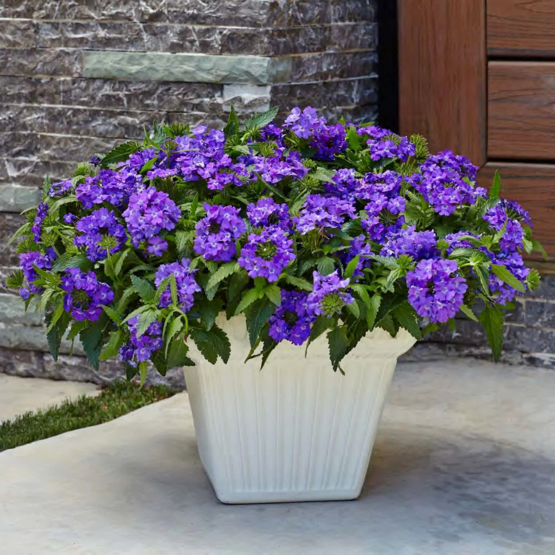 Proven Winners® Superbena® Violet Ice Verbena