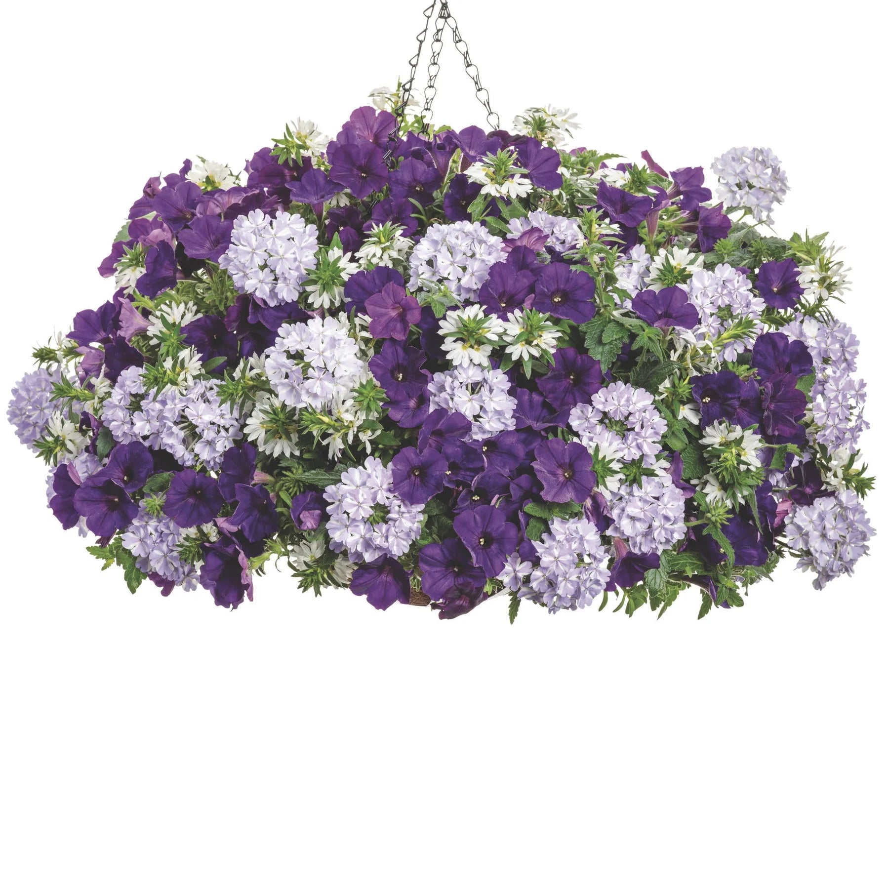 Proven Winners® Superbena® Violet Ice Verbena