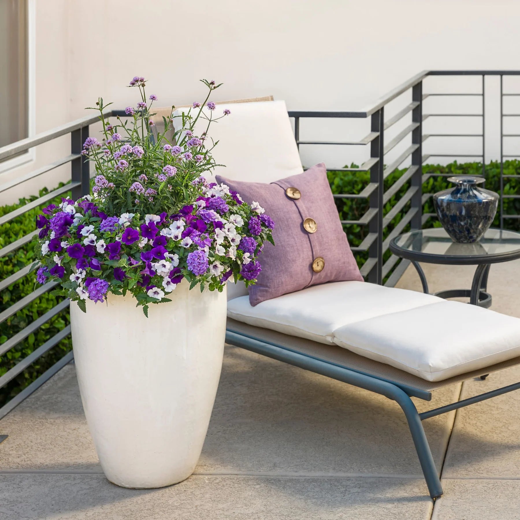 Proven Winners® Superbena® Violet Ice Verbena