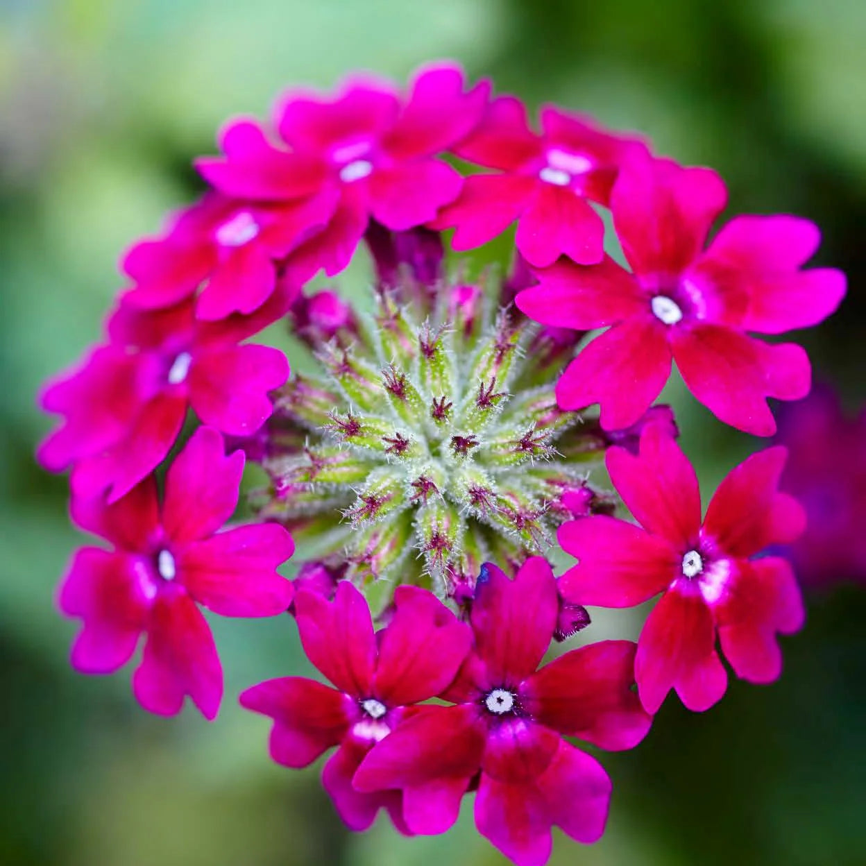 Proven Winners® Superbena Royale® Plum Wine Verbena