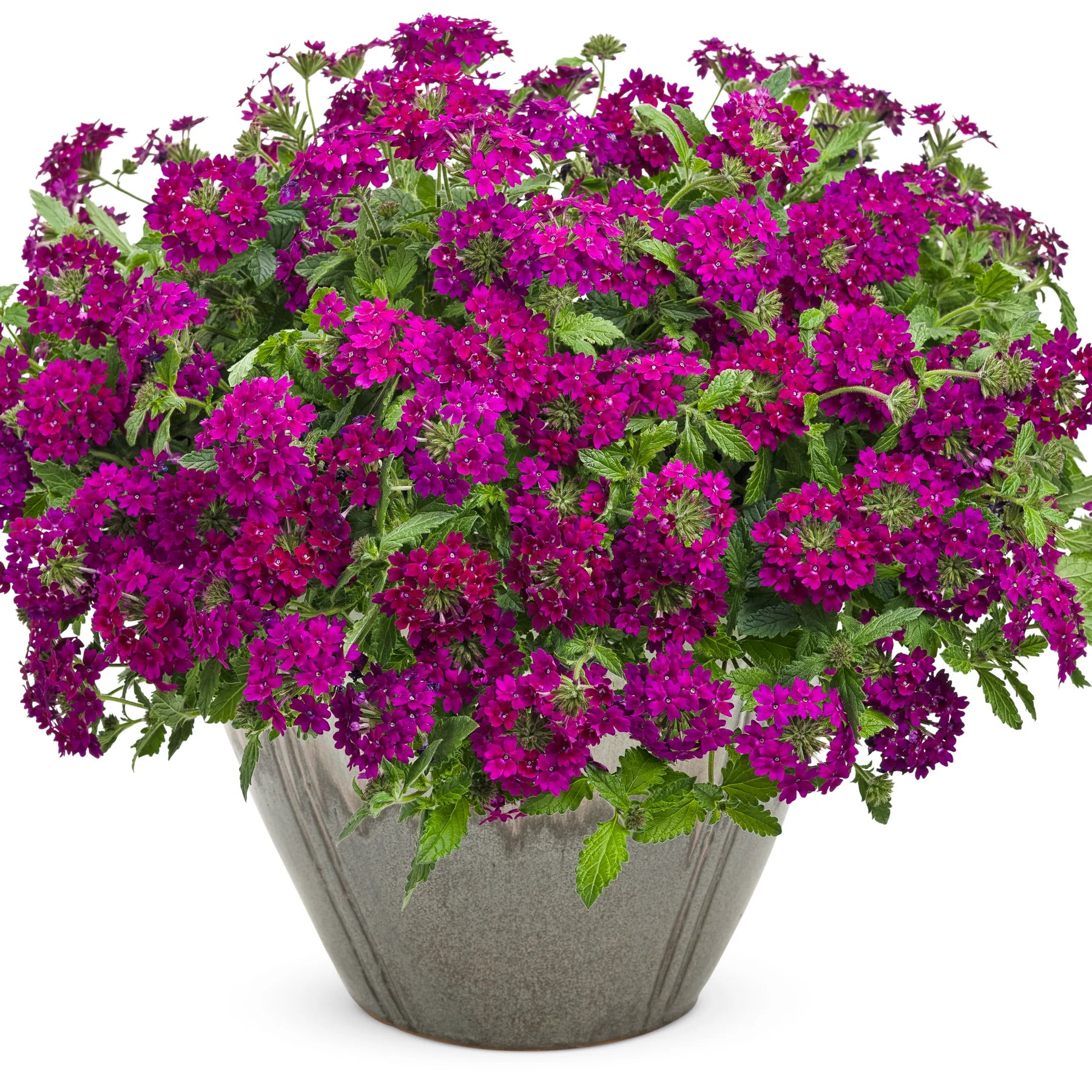 Proven Winners® Superbena Royale® Plum Wine Verbena