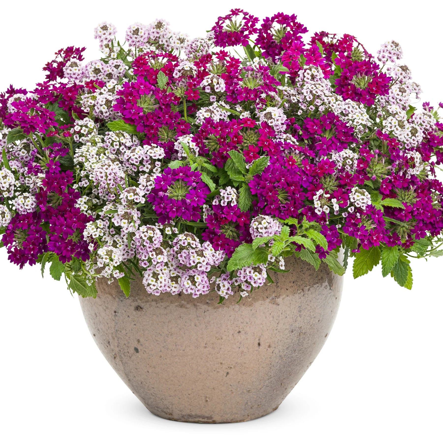 Proven Winners® Superbena Royale® Plum Wine Verbena