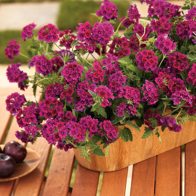 Proven Winners® Superbena Royale® Plum Wine Verbena