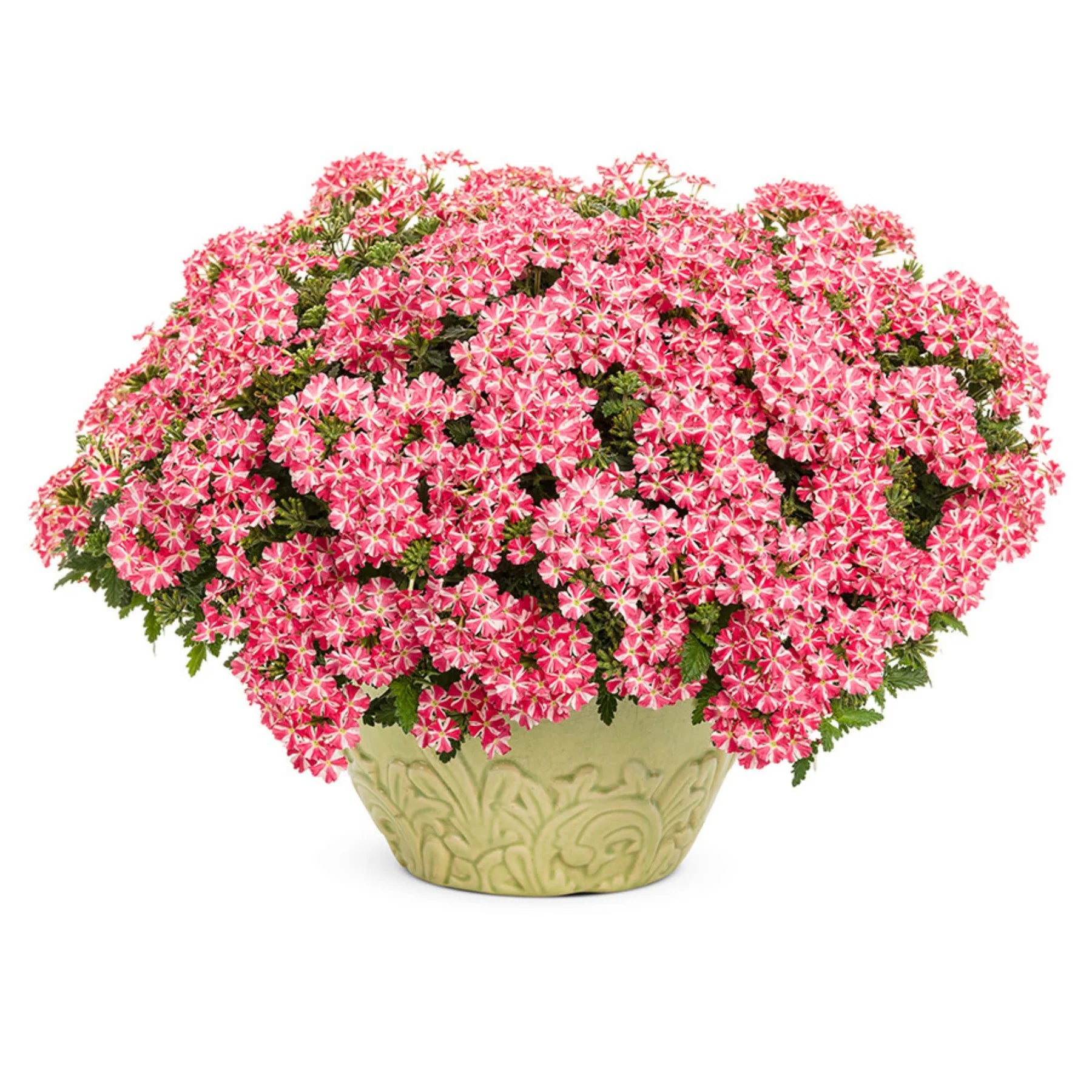 Proven Winners® Superbena® Cherryburst Verbena