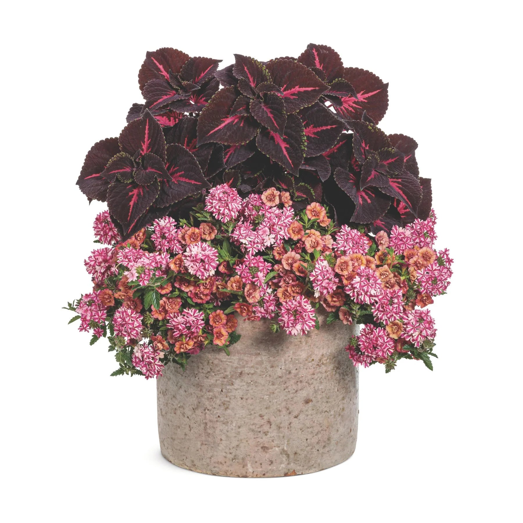 Proven Winners® Superbena® Cherryburst Verbena