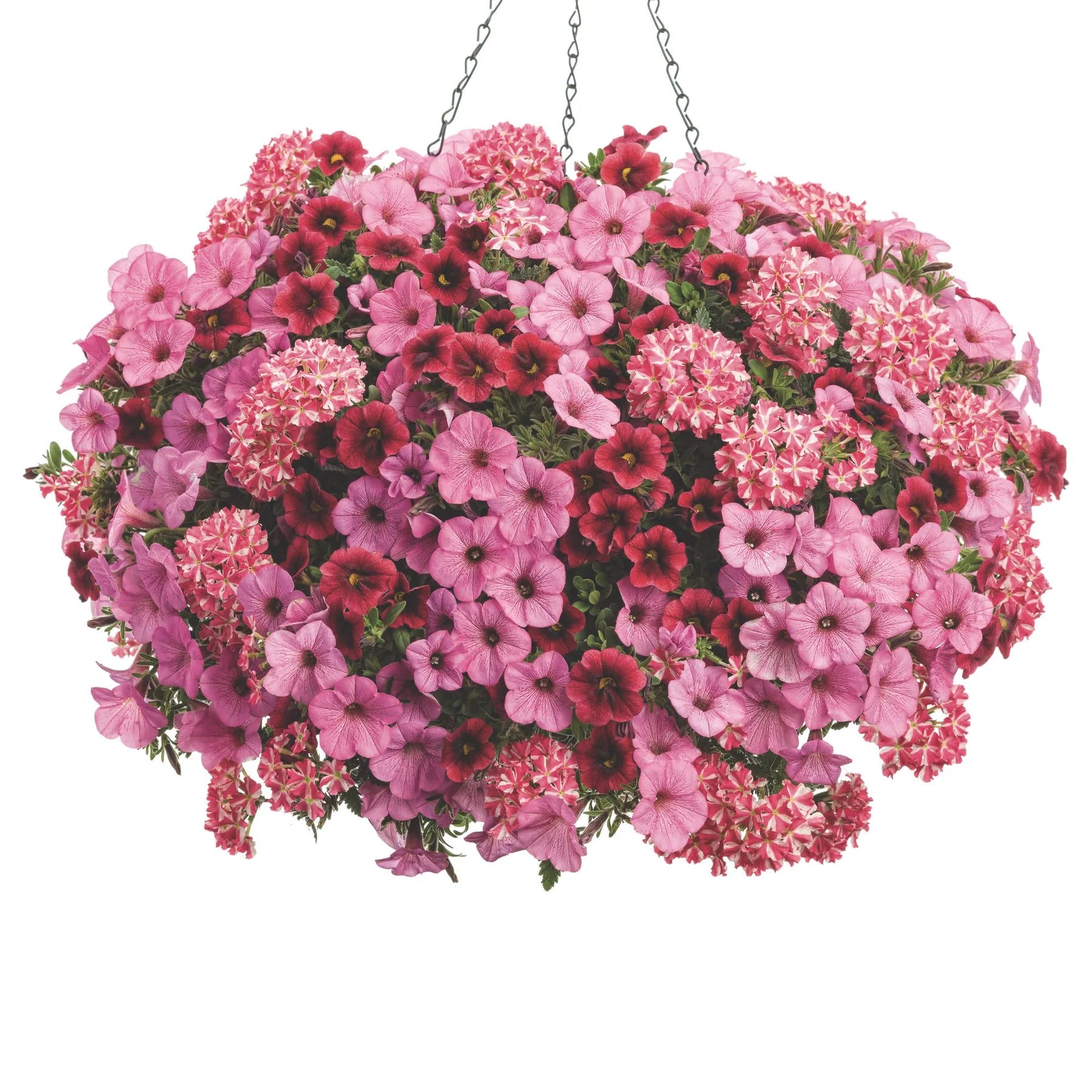 Proven Winners® Superbena® Cherryburst Verbena