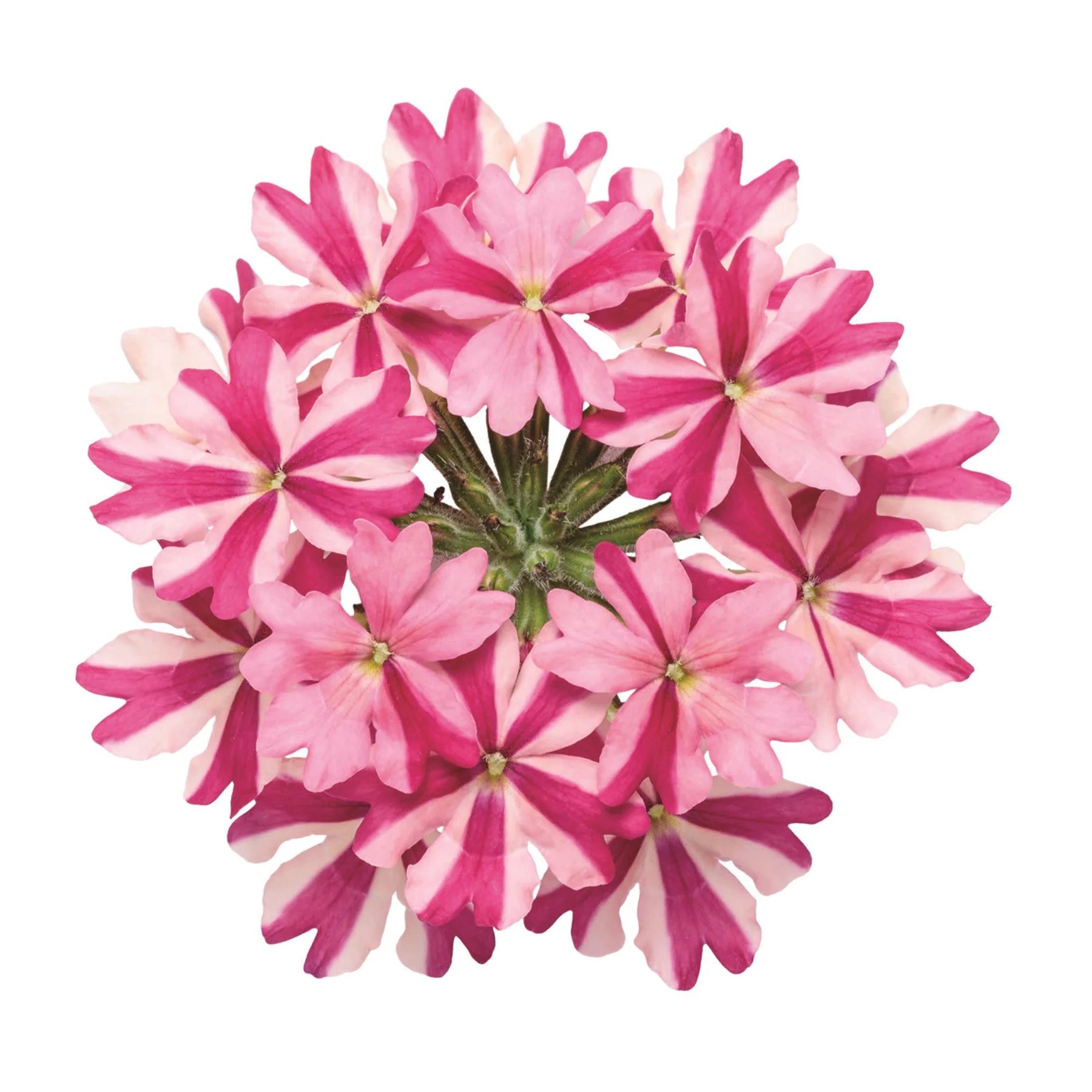 Proven Winners® Superbena® Cherryburst Verbena