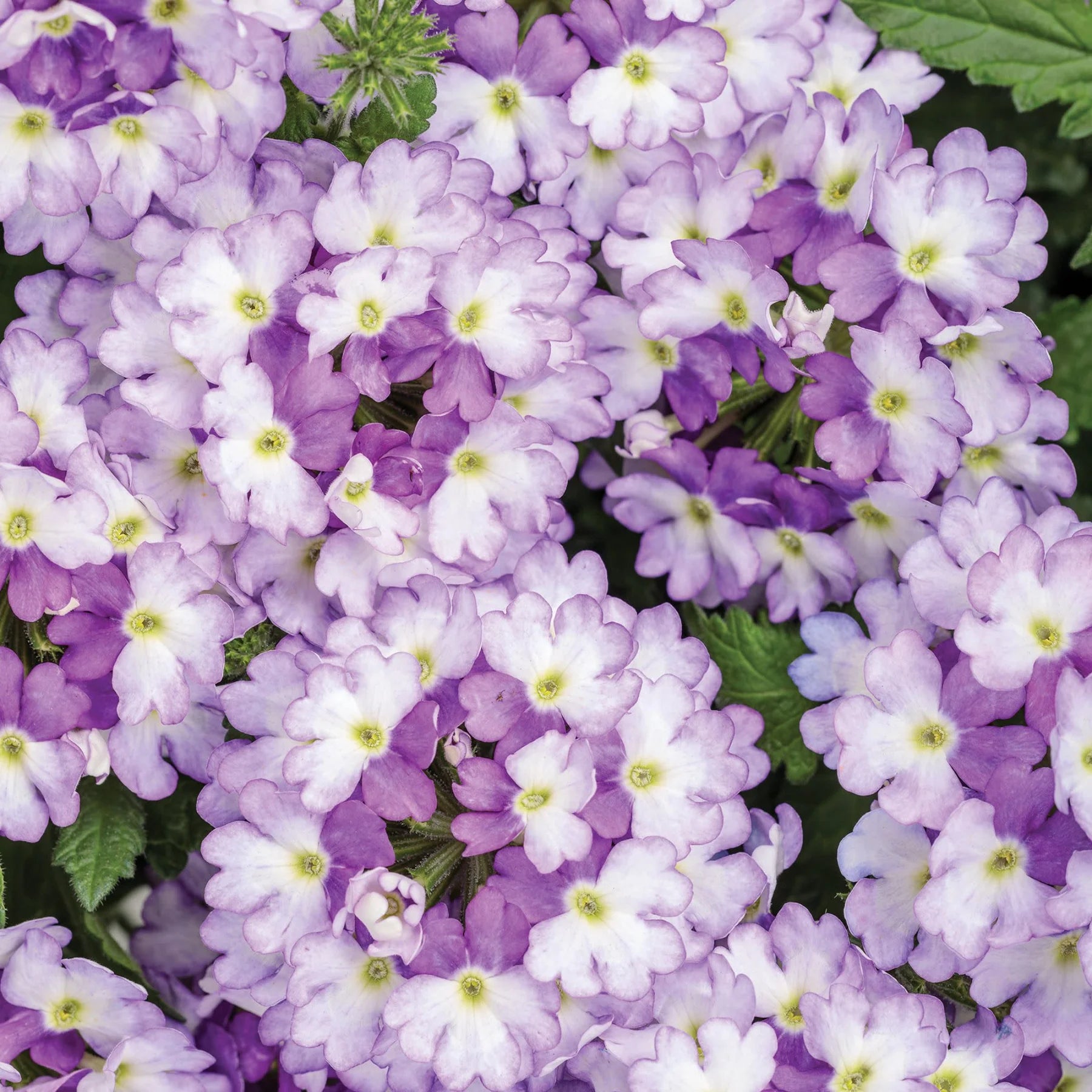 Proven Winners® Superbena Sparkling® Amethyst Verbena