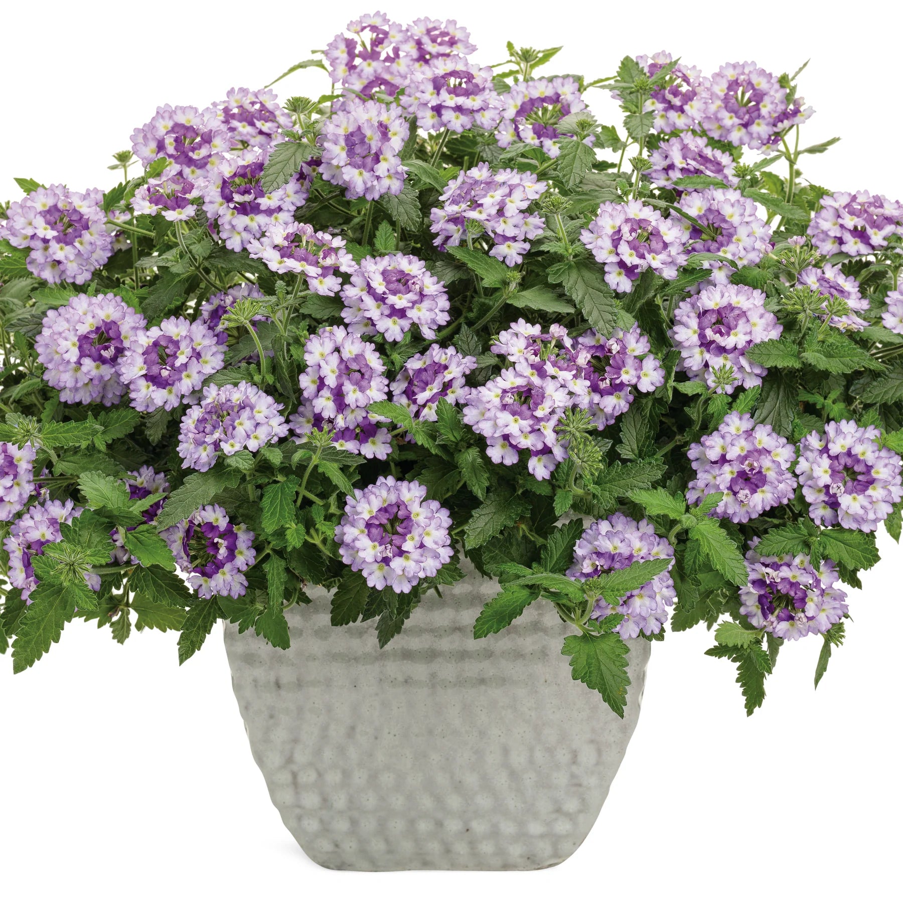 Proven Winners® Superbena Sparkling® Amethyst Verbena