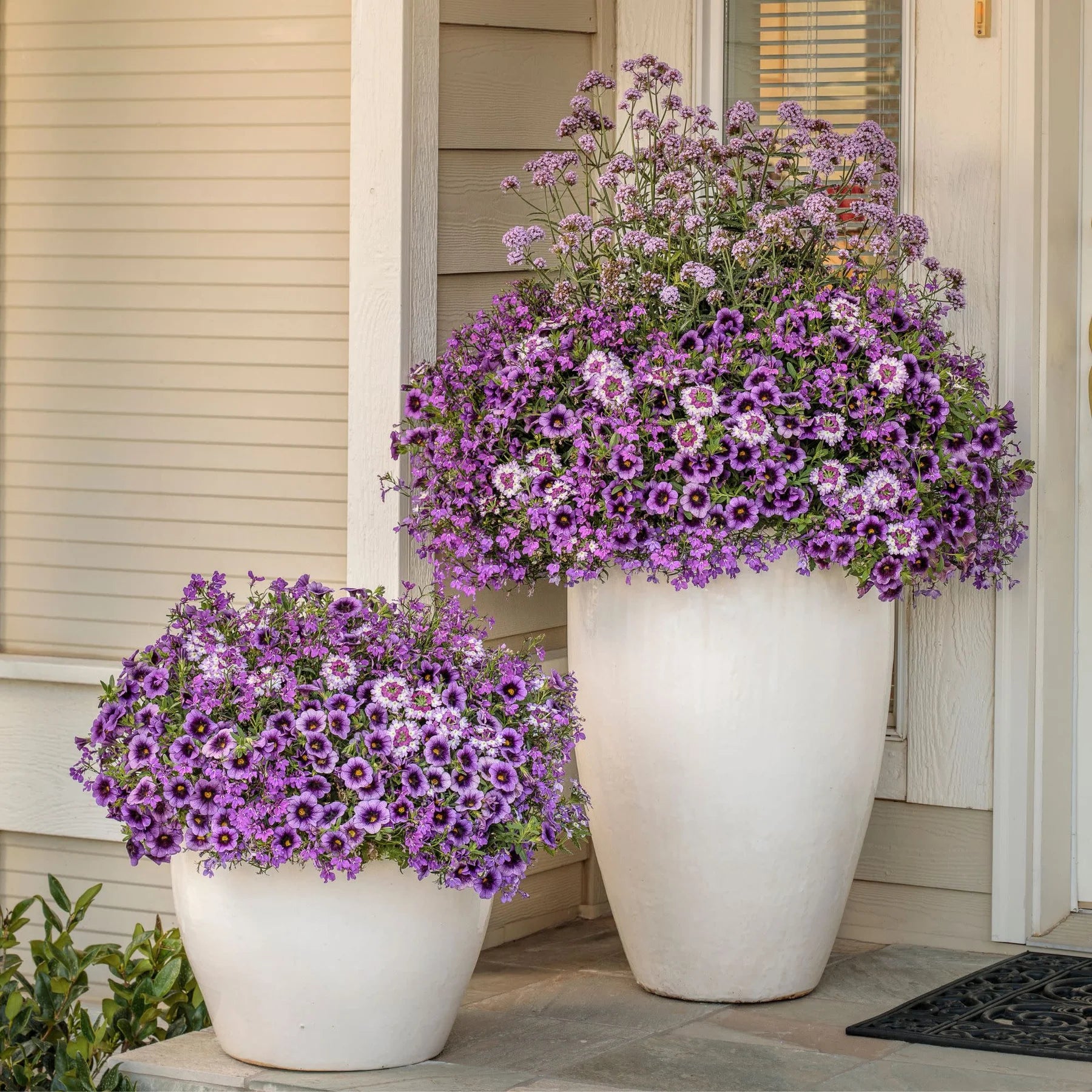 Proven Winners® Superbena Sparkling® Amethyst Verbena