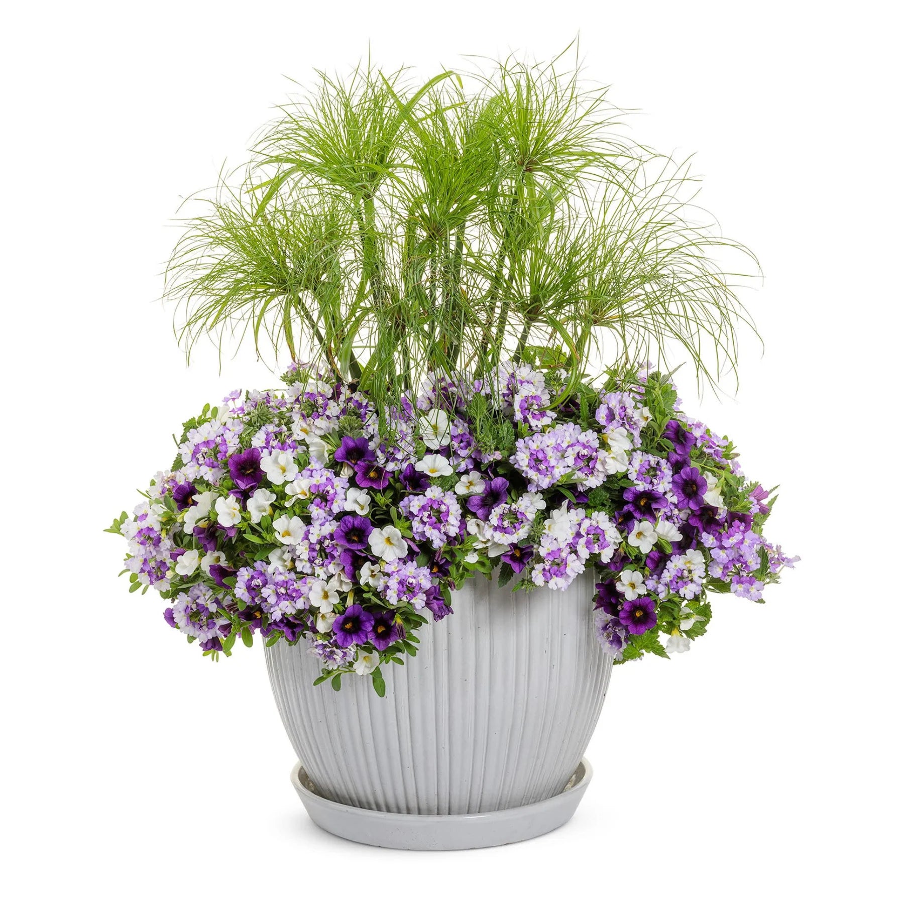 Proven Winners® Superbena Sparkling® Amethyst Verbena