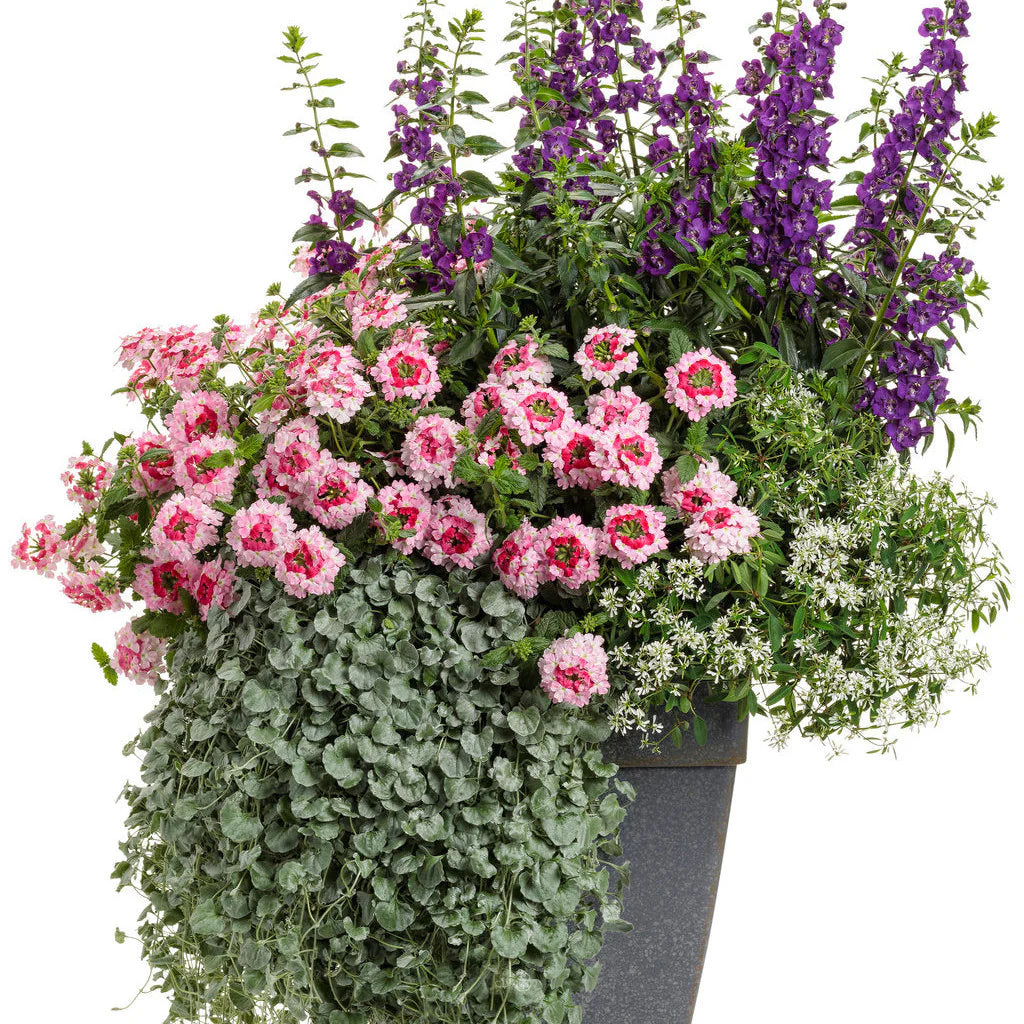 Proven Winners® Superbena Sparkling® Rosé Verbena