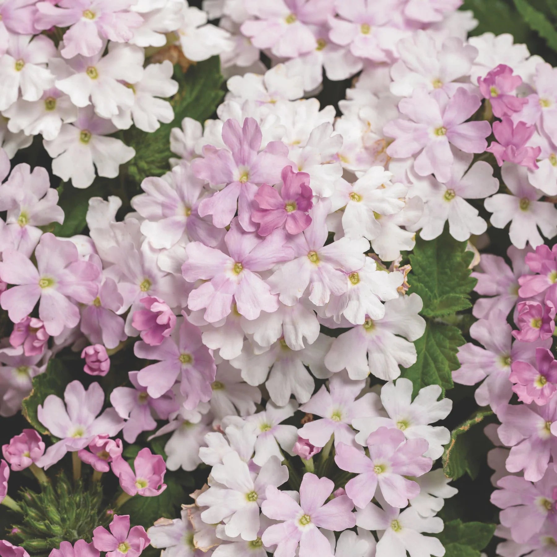 Proven Winners® Superbena® Pink Cashmere™ Verbena