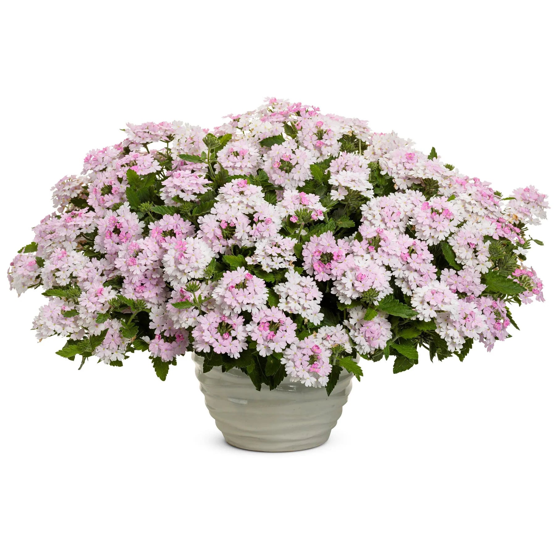 Proven Winners® Superbena® Pink Cashmere™ Verbena