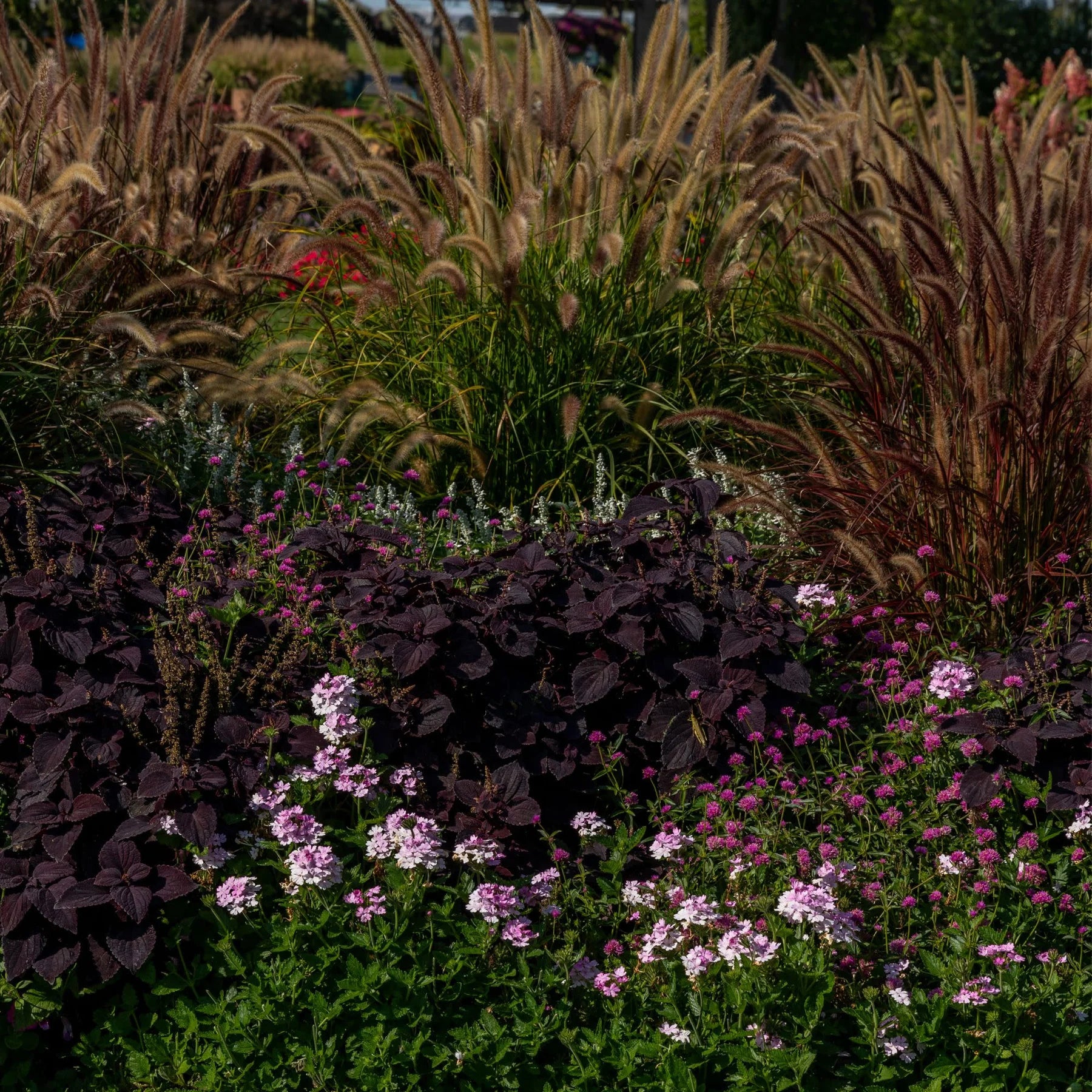 Proven Winners® Superbena® Pink Cashmere™ Verbena