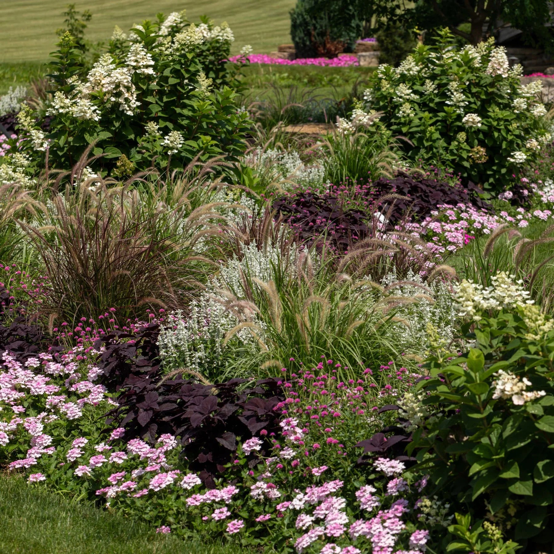 Proven Winners® Superbena® Pink Cashmere™ Verbena