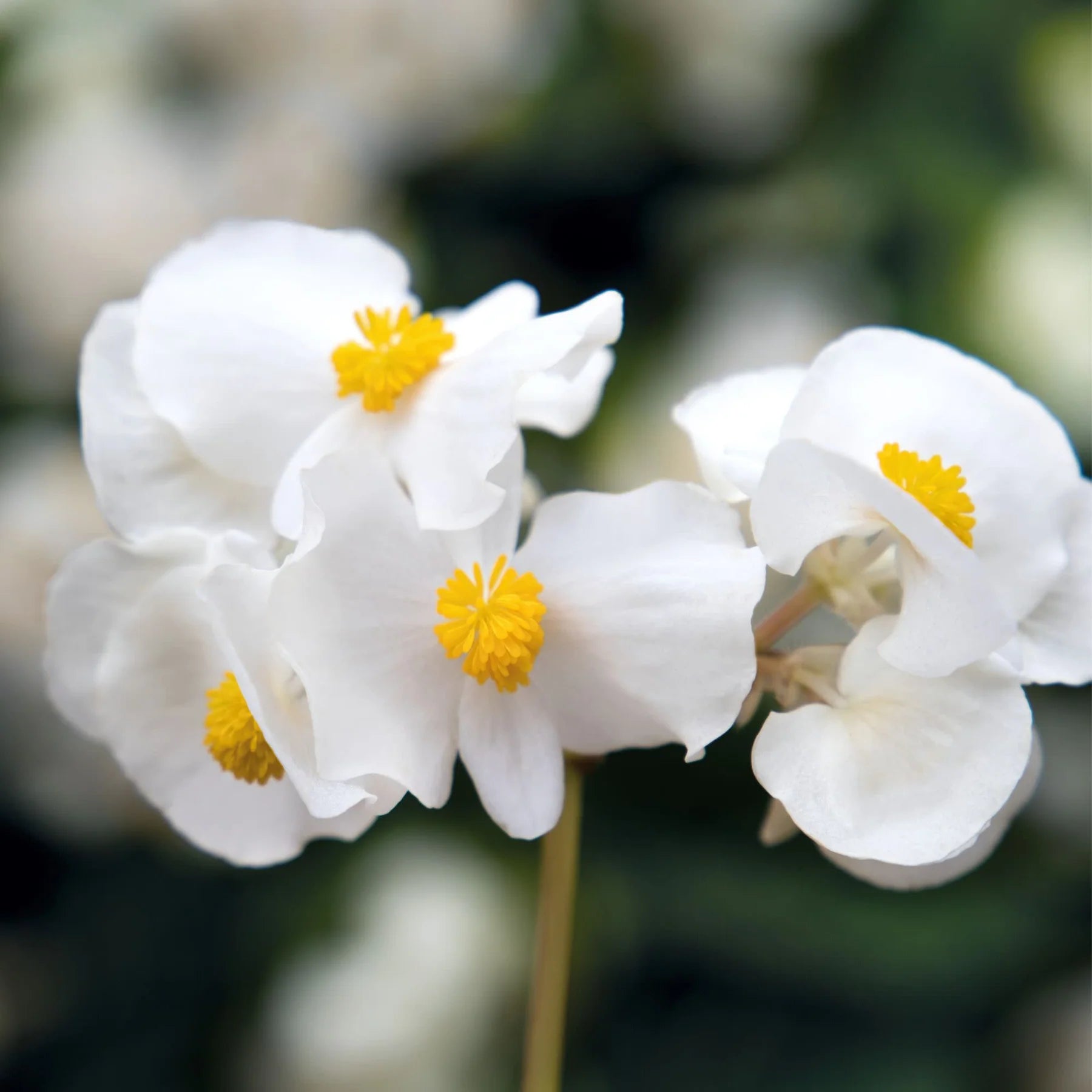 Proven Winners® Surefire® White Begonia (benariensis)