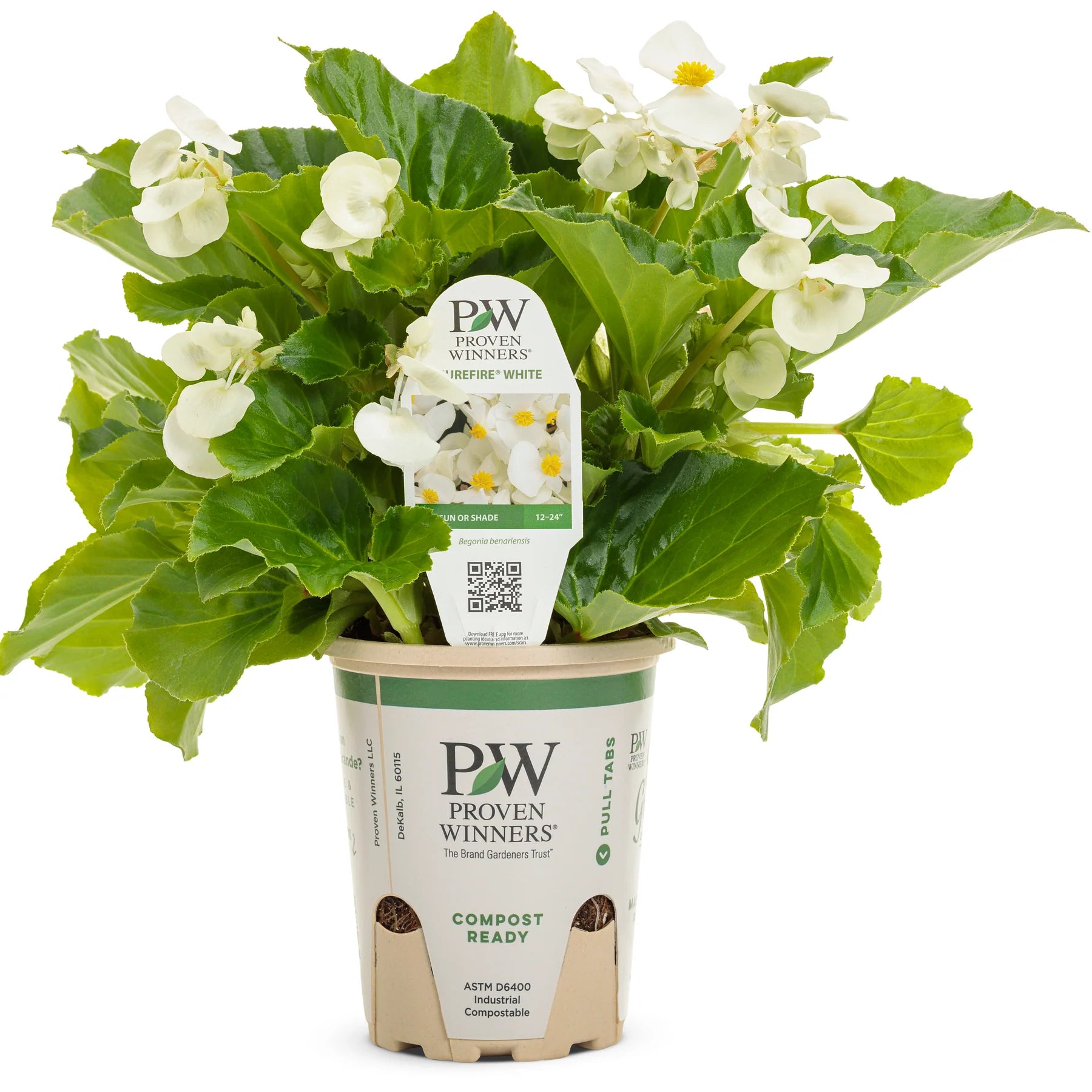 Proven Winners® Surefire® White Begonia (benariensis)