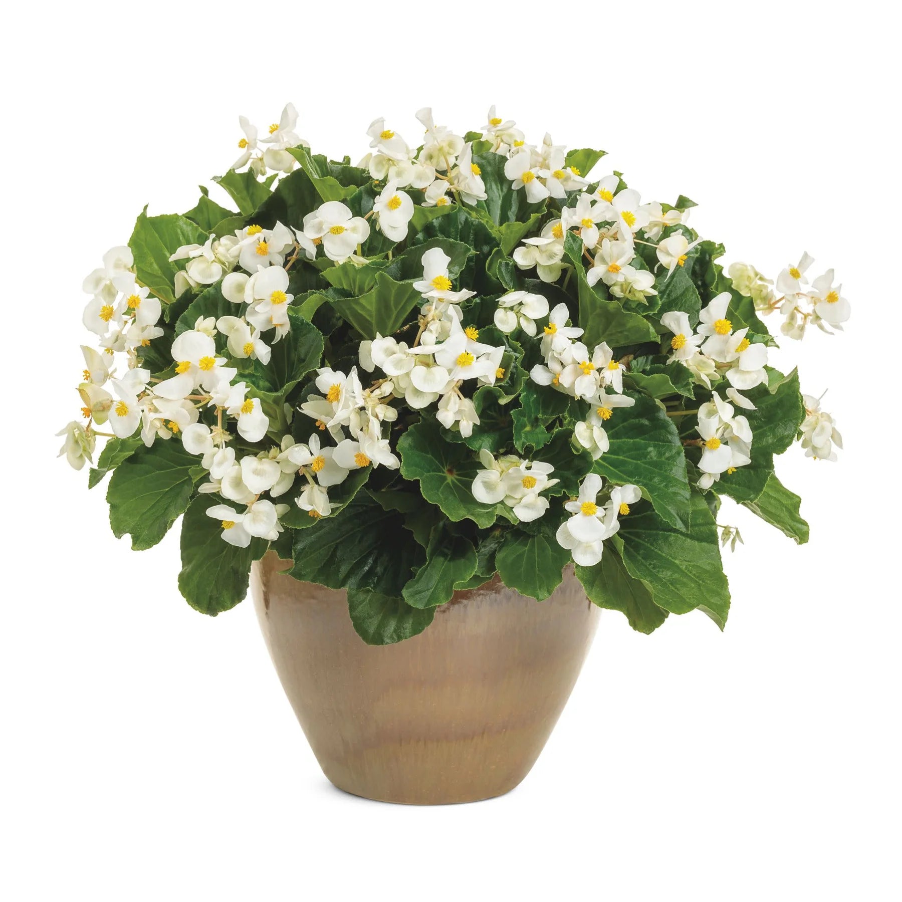 Proven Winners® Surefire® White Begonia (benariensis)