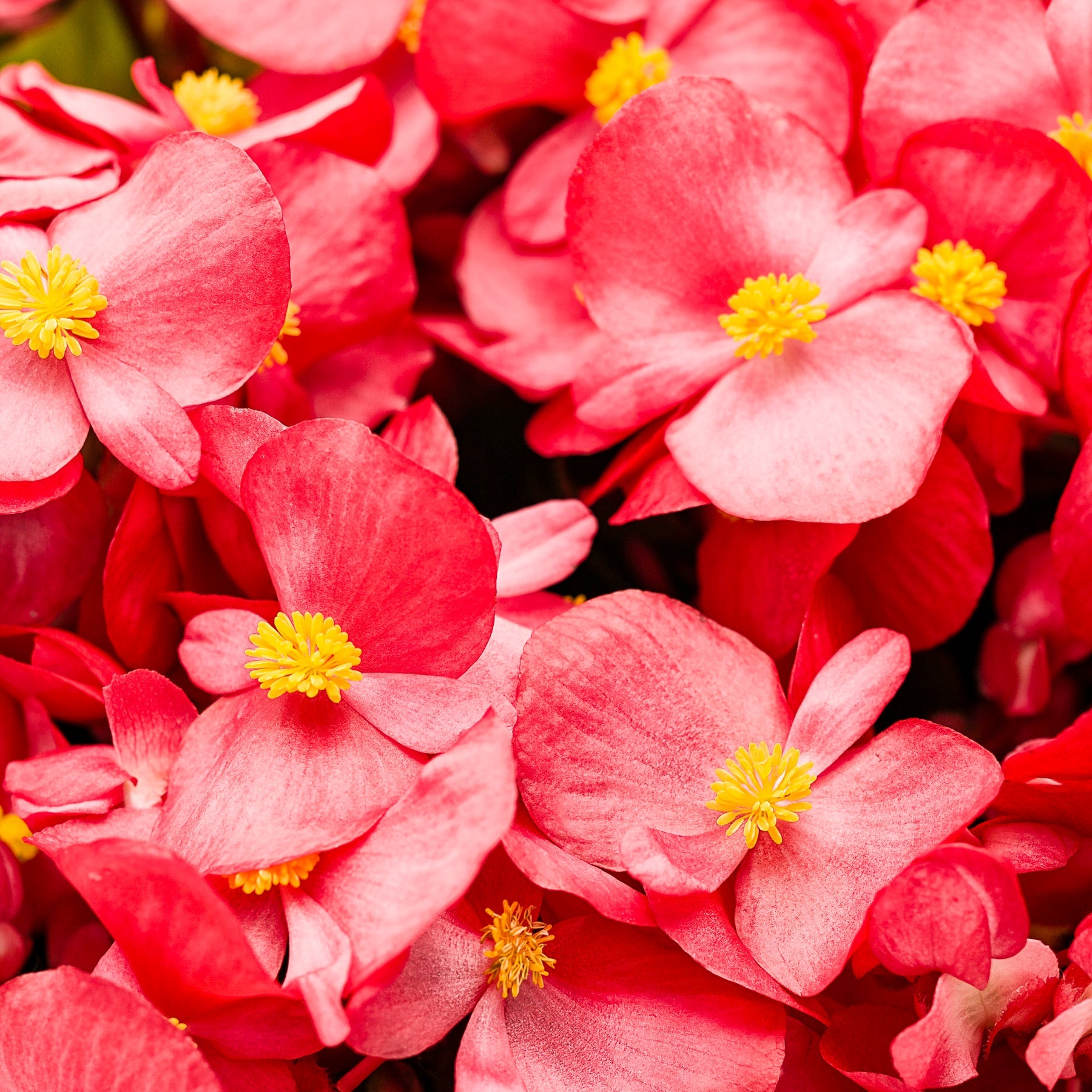 Proven Winners® Surefire® Red Begonia (benariensis)