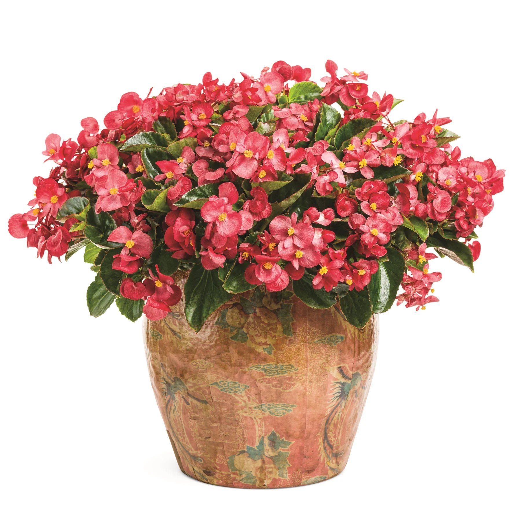 Proven Winners® Surefire® Red Begonia (benariensis)