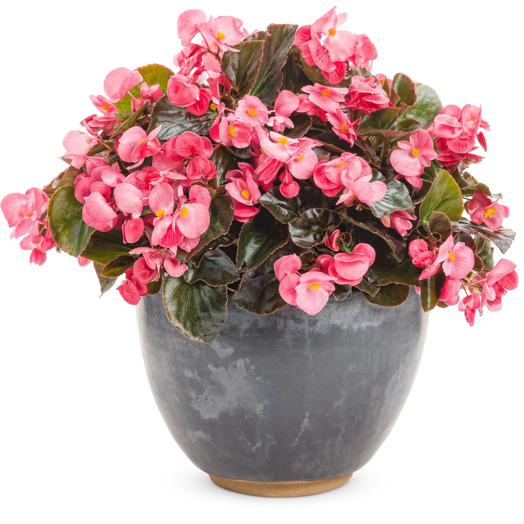 Proven Winners® Surefire® Rose Begonia (benariensis)
