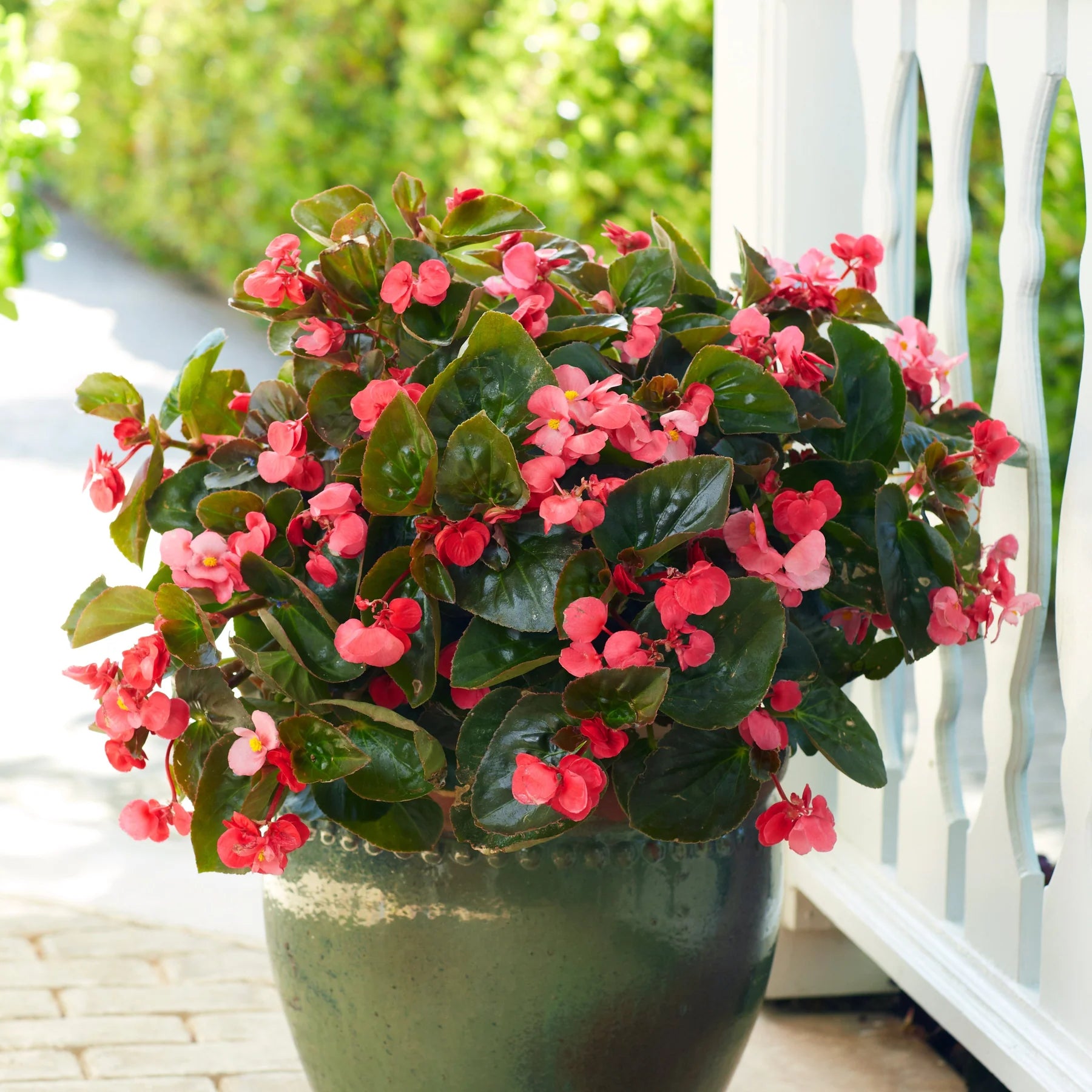 Proven Winners® Surefire® Rose Begonia (benariensis)