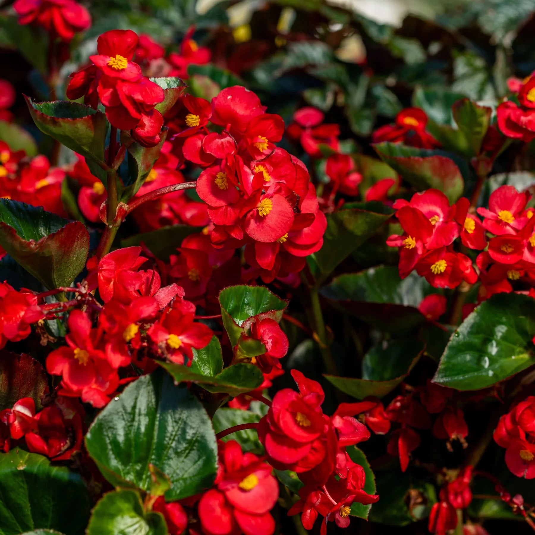 Proven Winners® Surefire® Cherry Cordial™ Begonia (x hybrida)