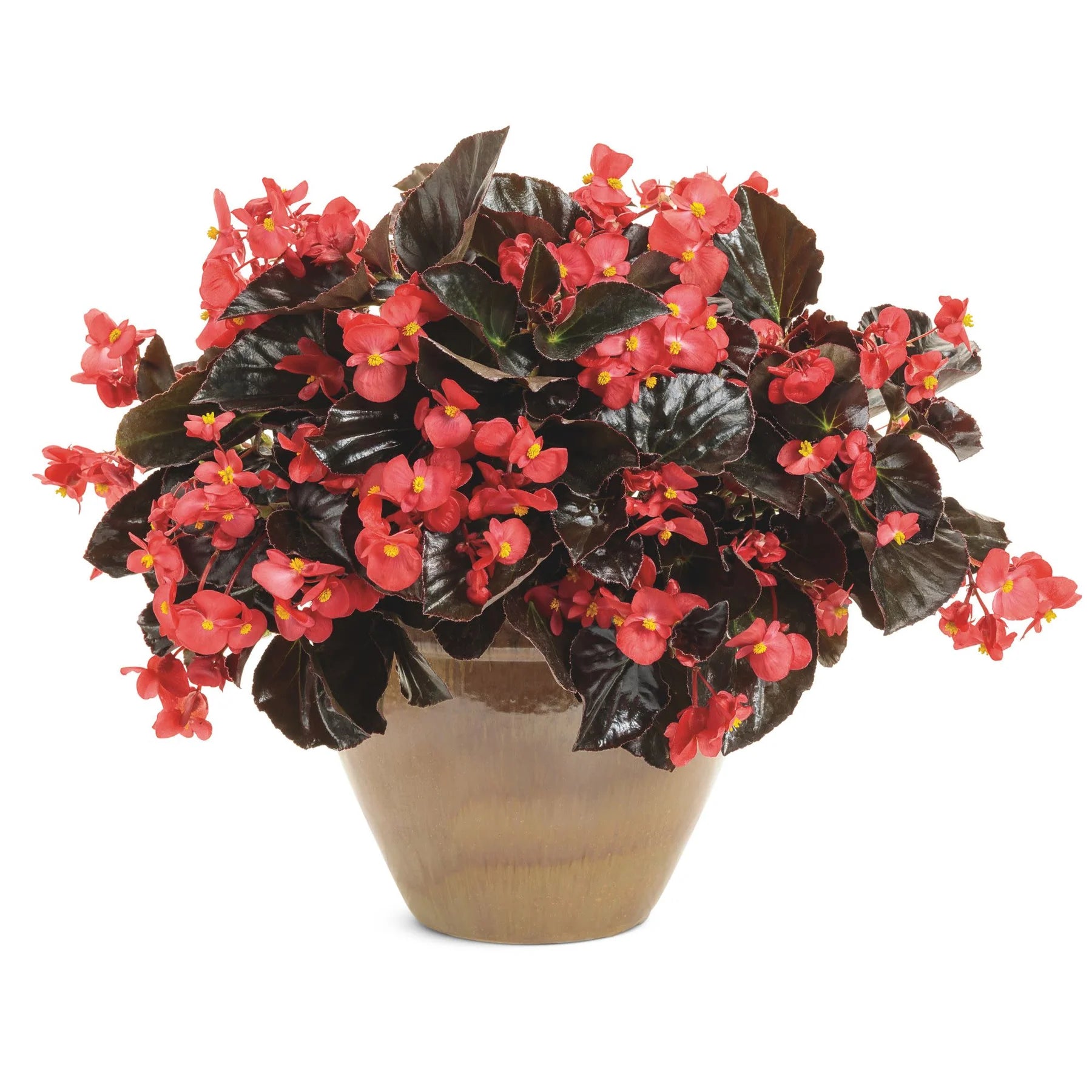 Proven Winners® Surefire® Cherry Cordial™ Begonia (x hybrida)