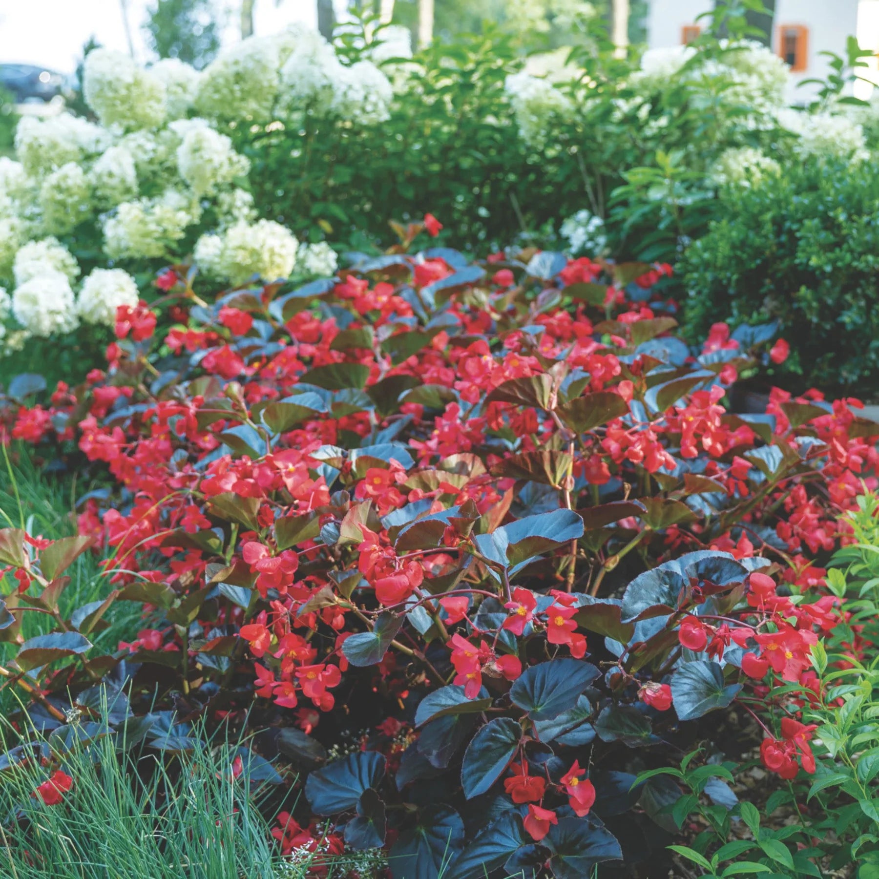 Proven Winners® Surefire® Cherry Cordial™ Begonia (x hybrida)