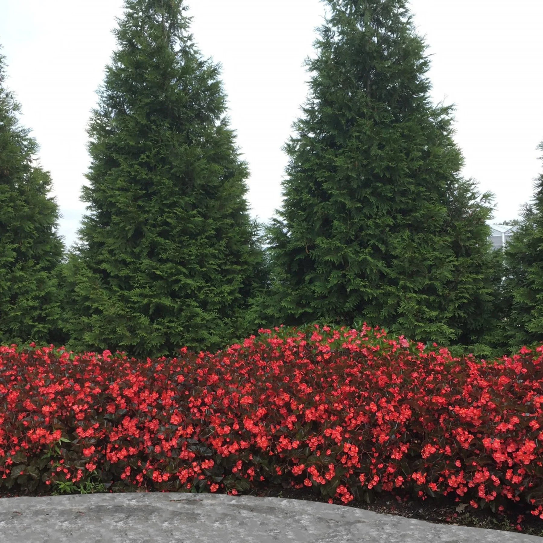 Proven Winners® Surefire® Cherry Cordial™ Begonia (x hybrida)