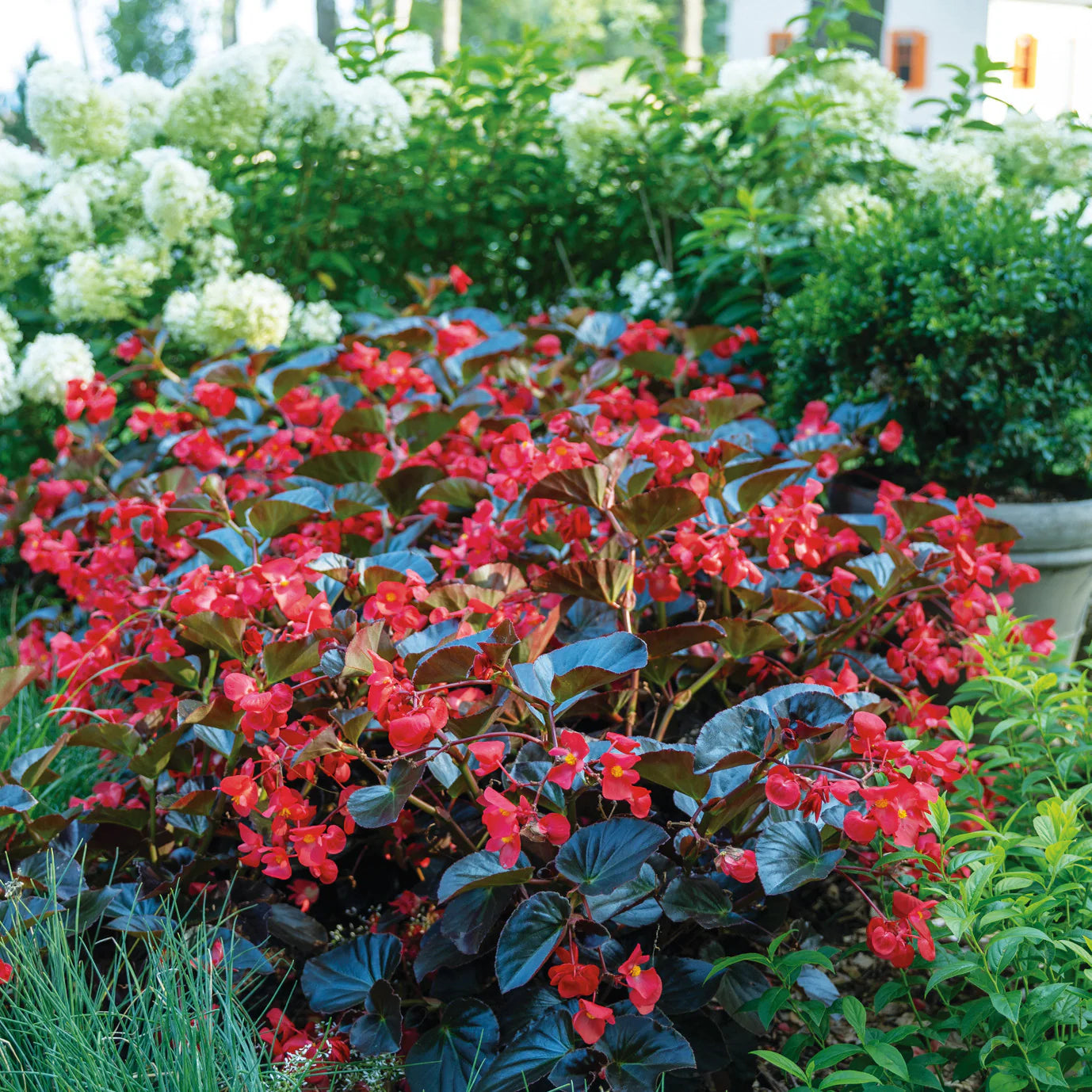 Proven Winners® Surefire® Cherry Cordial™ Begonia (x hybrida)