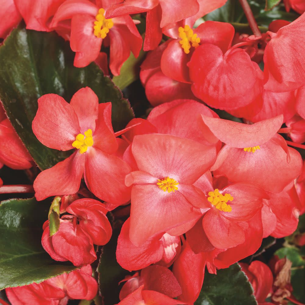 Proven Winners® Surefire Cascade™ Red Begonia | Proven Winners® New Variety 2026